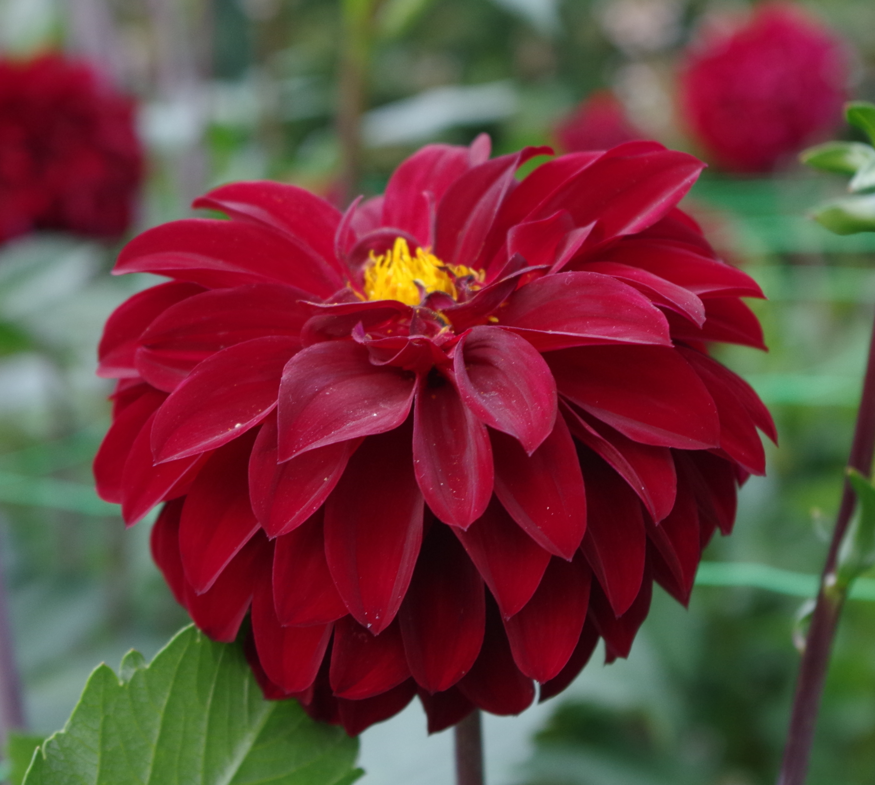 Dahlia -25