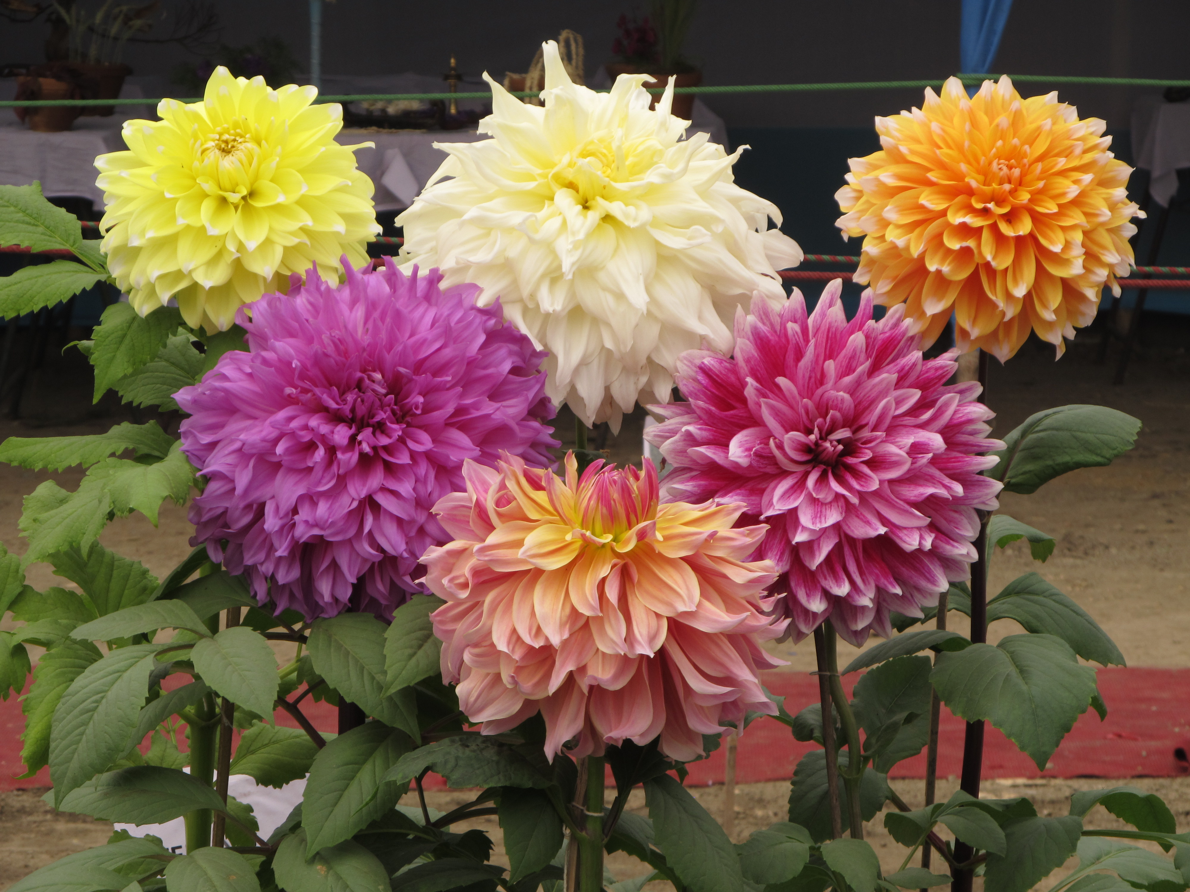 Dahlia - Indian Botanic Garden - Howrah 2012-01-29 1767