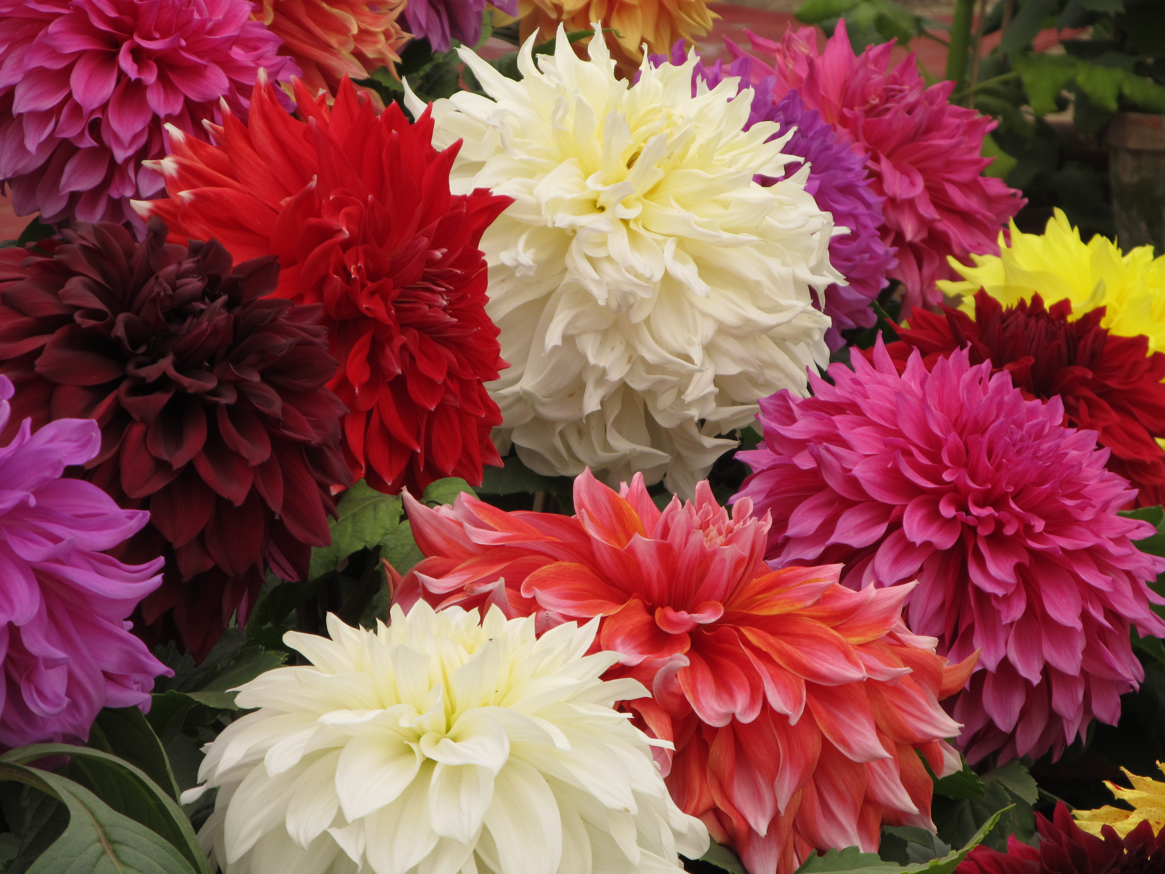 Dahlia - Indian Botanic Garden - Howrah 2012-01-29 1769