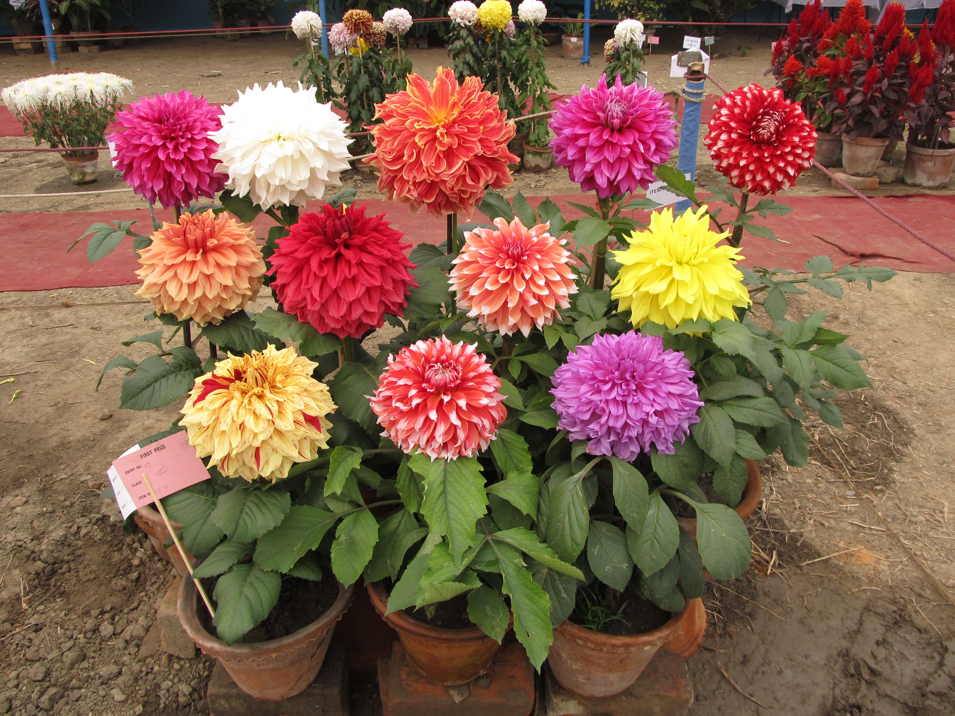 Dahlia - Indian Botanic Garden - Howrah 2012-01-29 1770