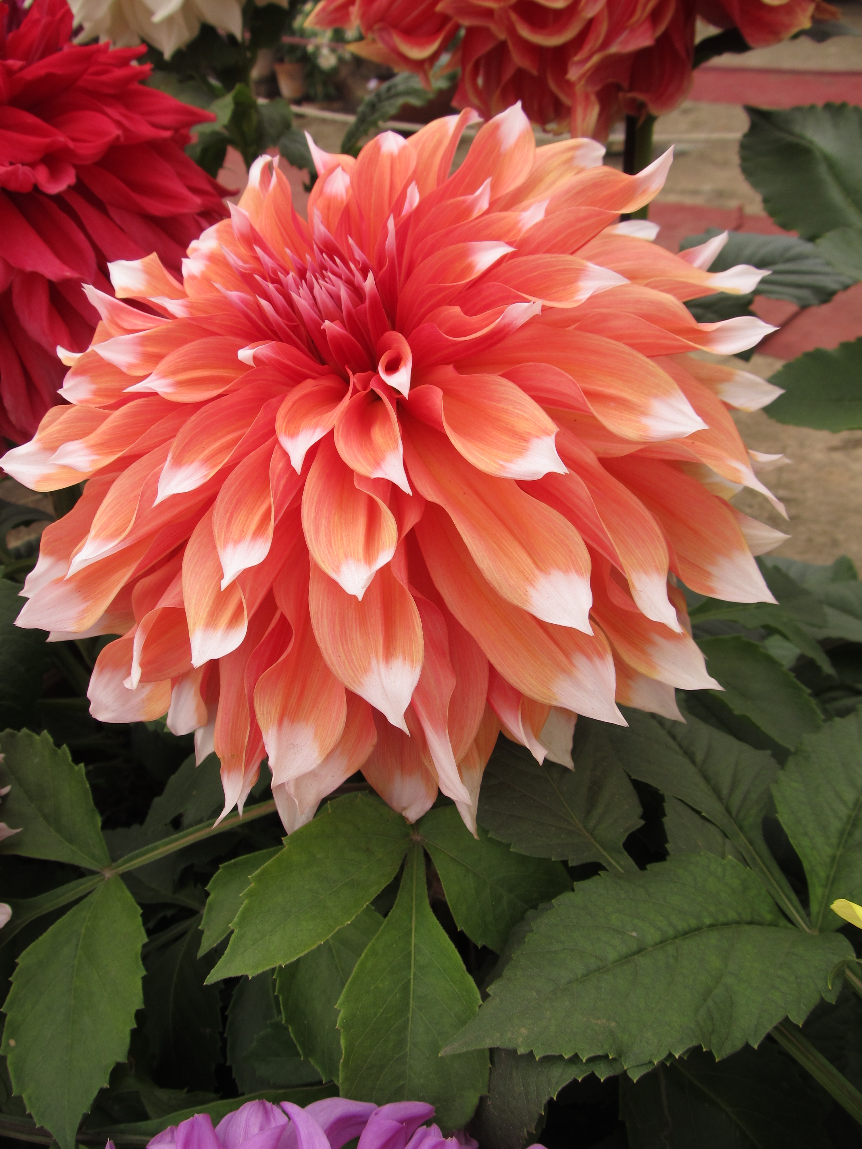 Dahlia - Indian Botanic Garden - Howrah 2012-01-29 1783