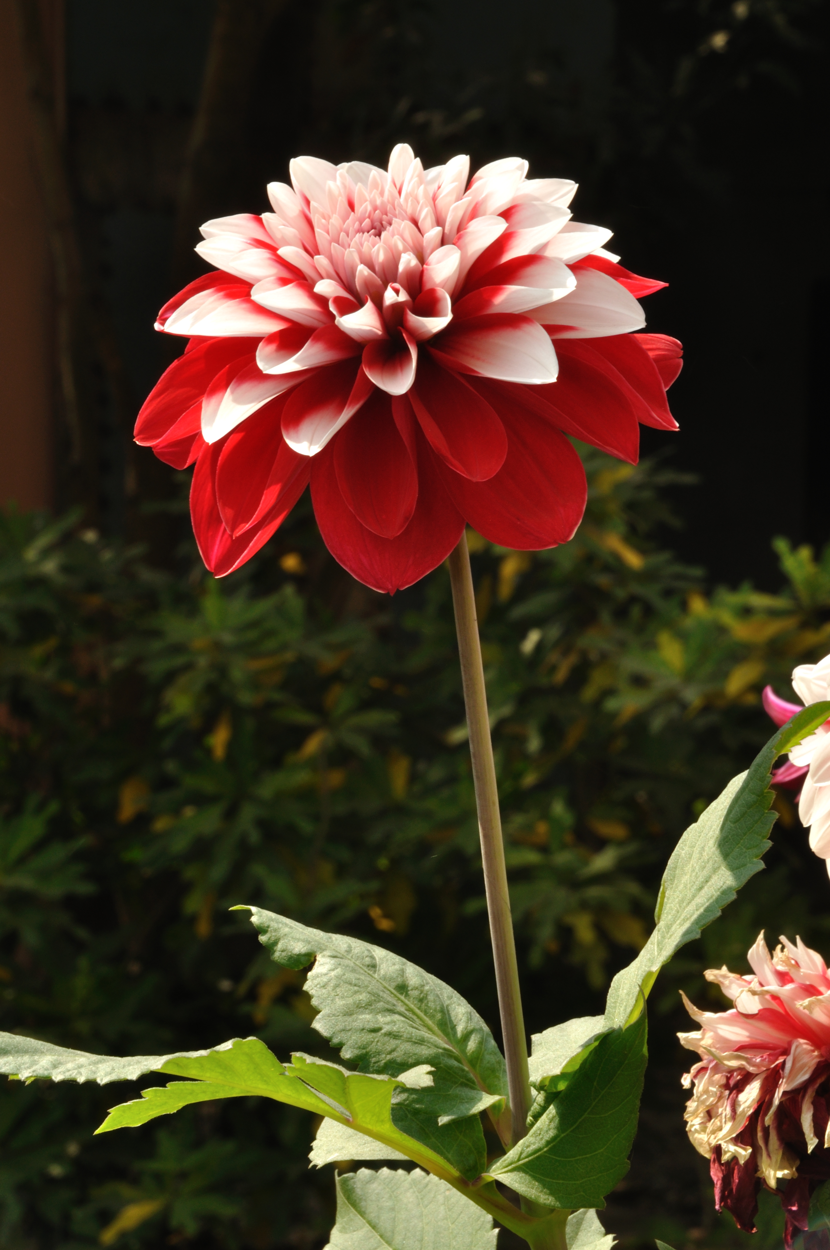Dahlia - Kolkata 2011-02-01 0338