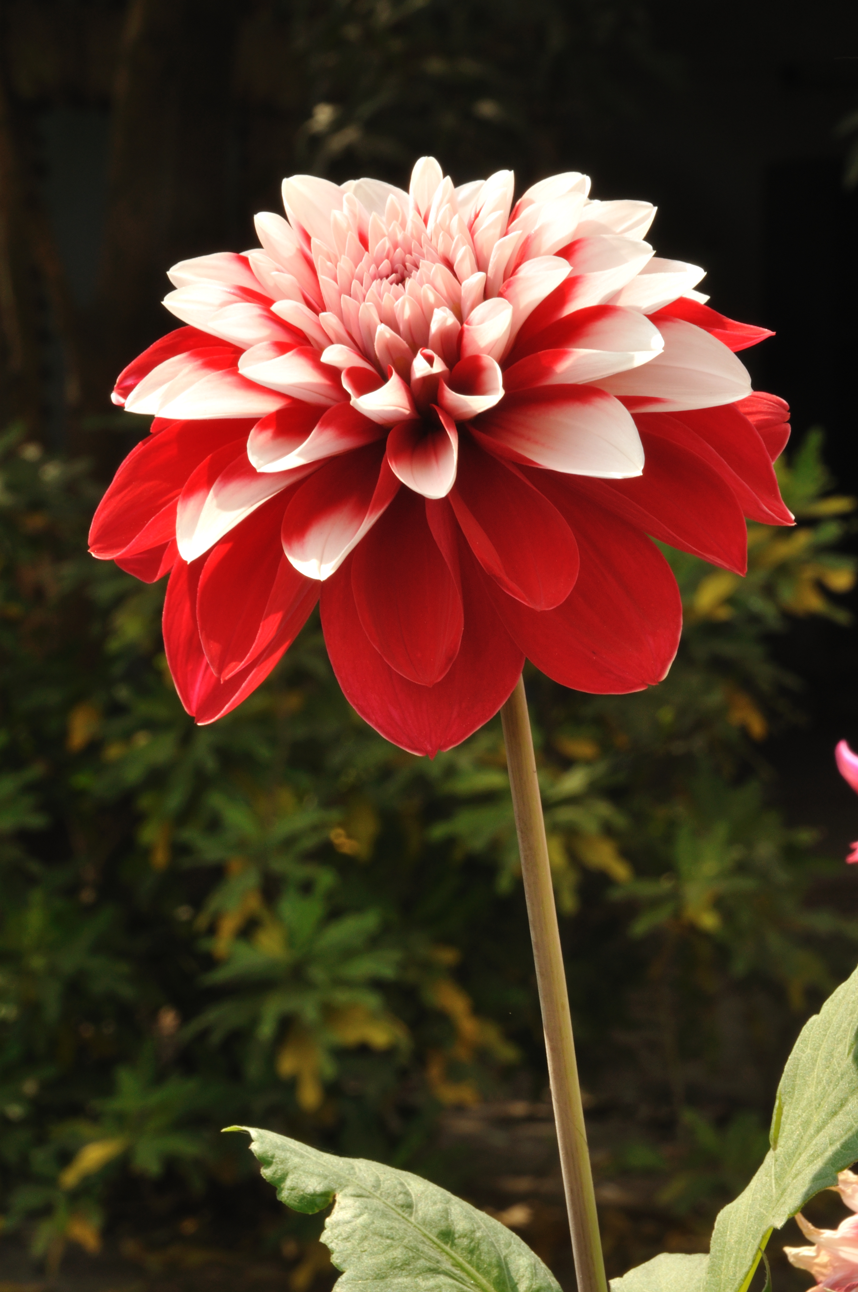 Dahlia - Kolkata 2011-02-01 0340
