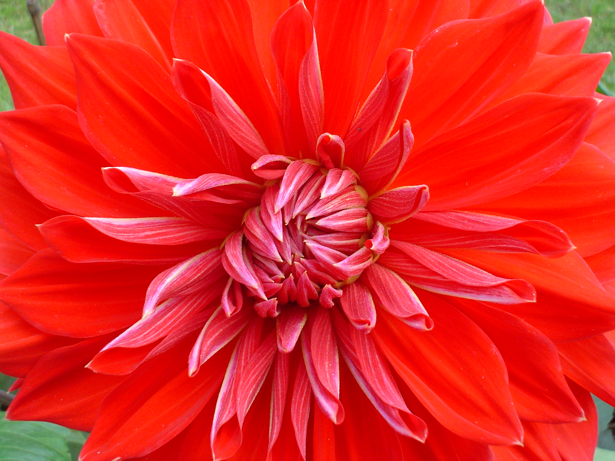 Dahlia 03577