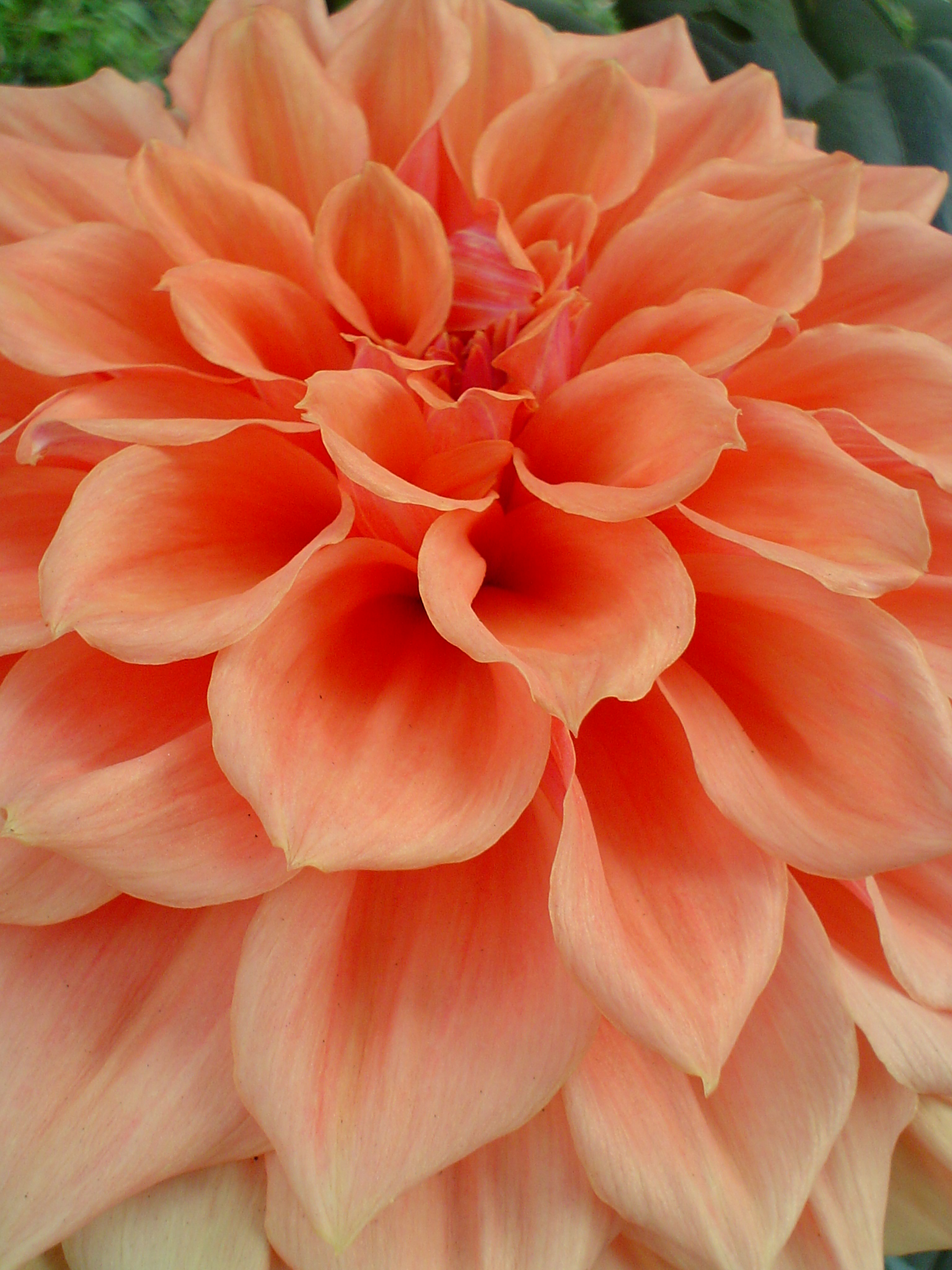 Dahlia 03579