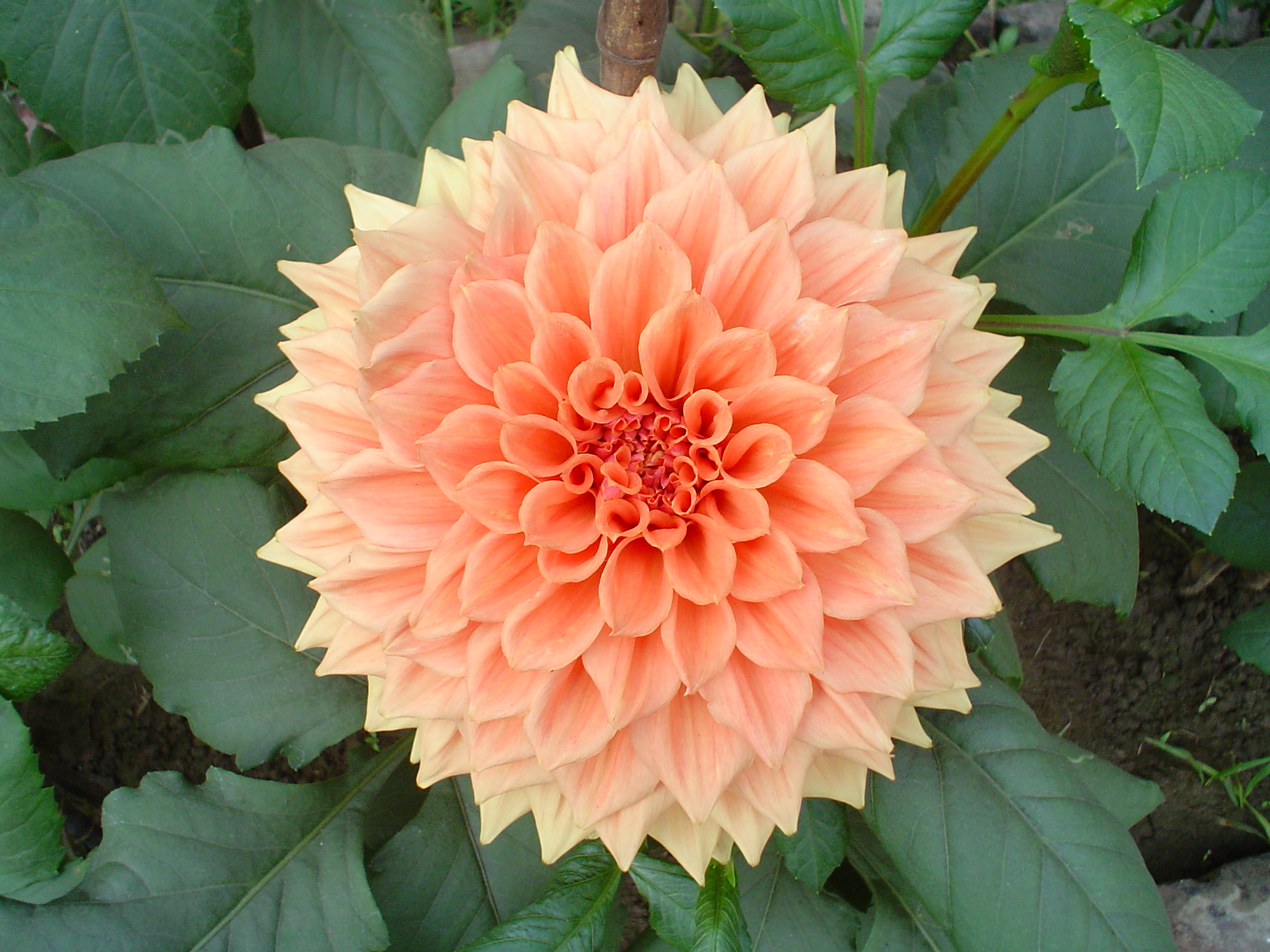 Dahlia 03580