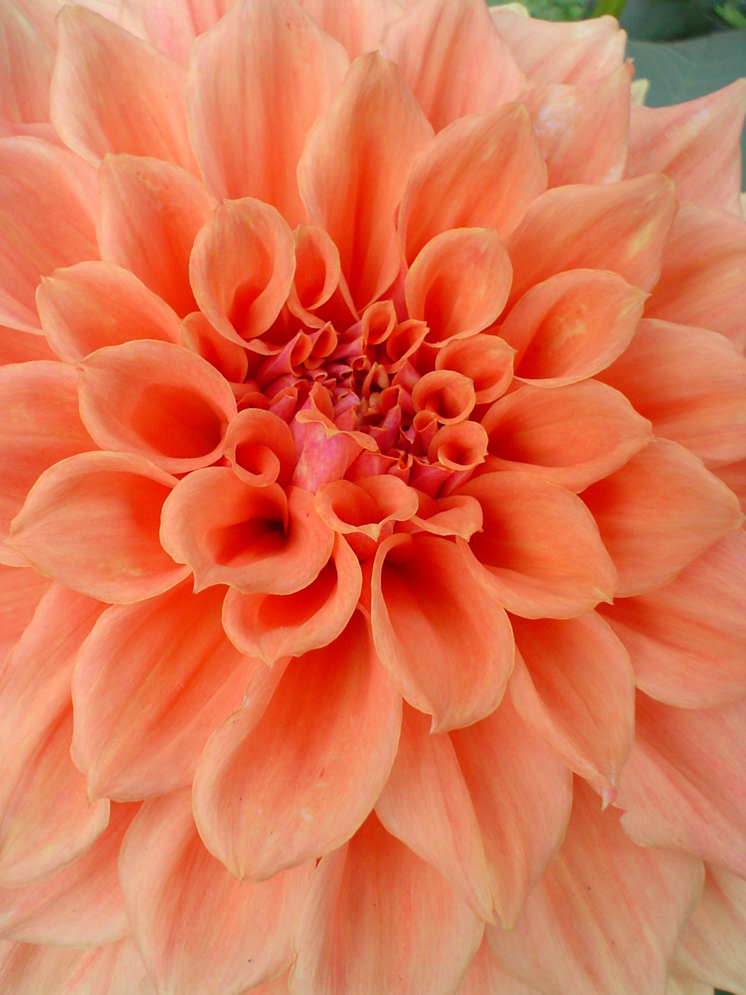 Dahlia 03582