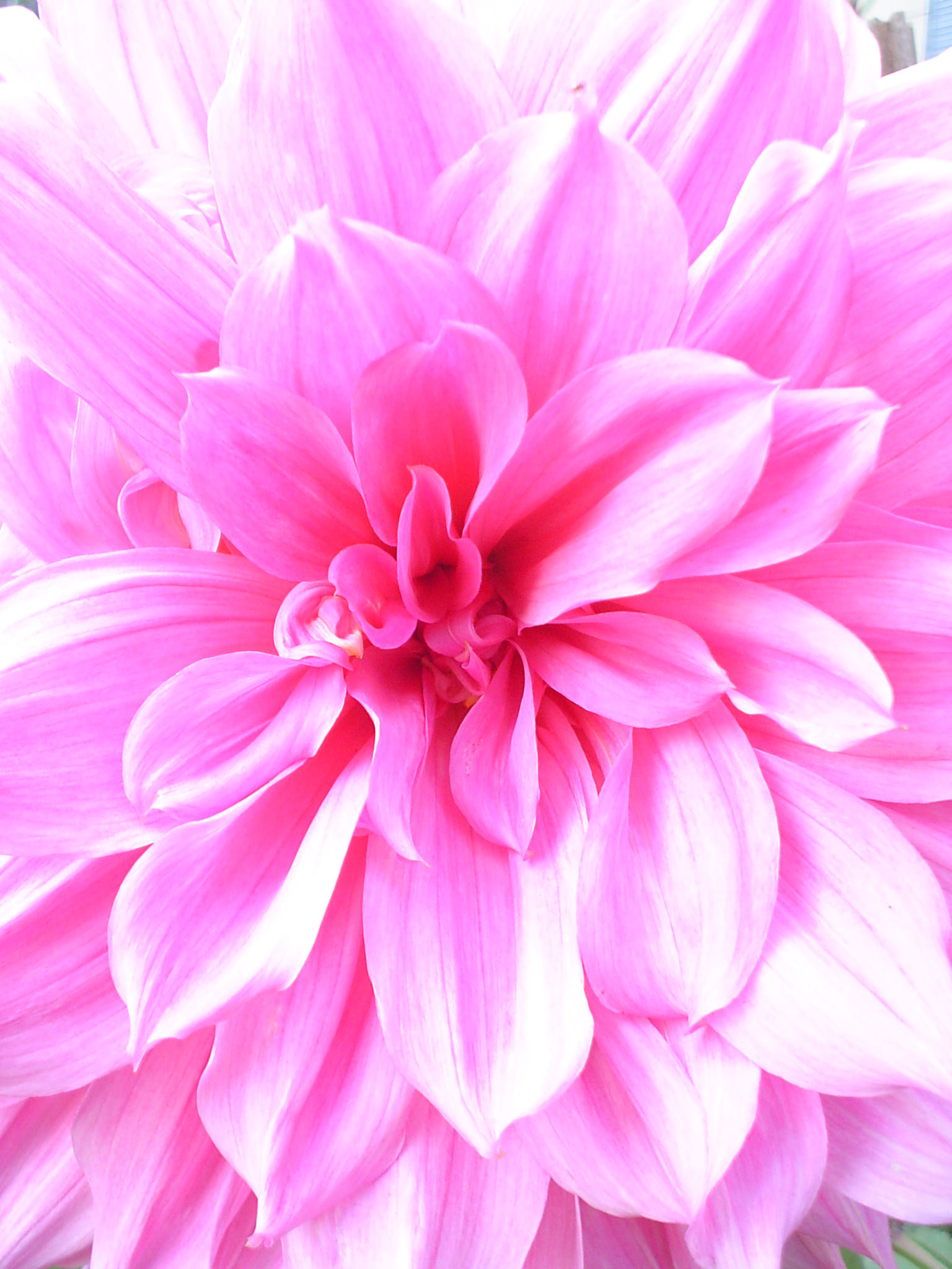 Dahlia 03584