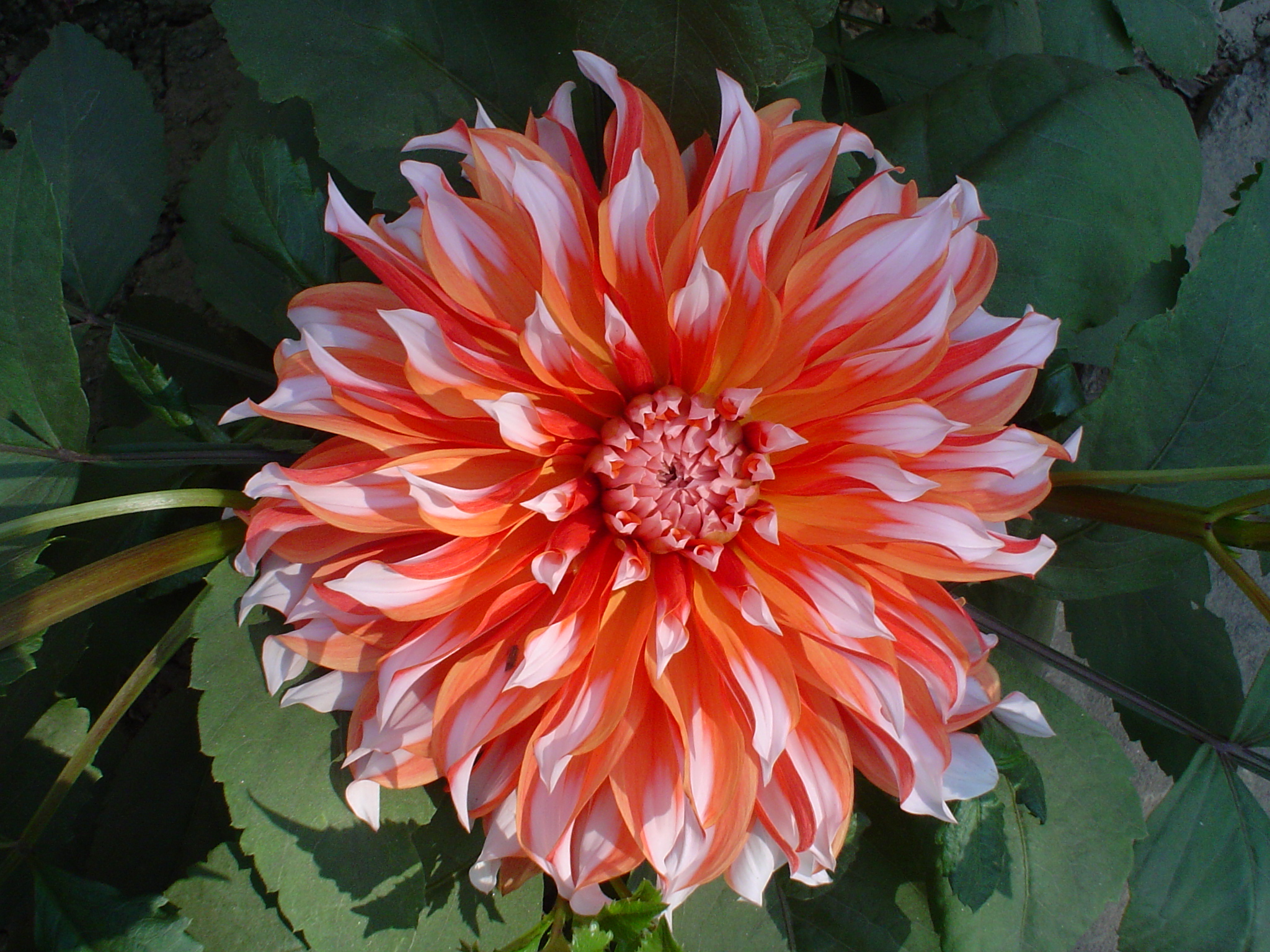 Dahlia 03588