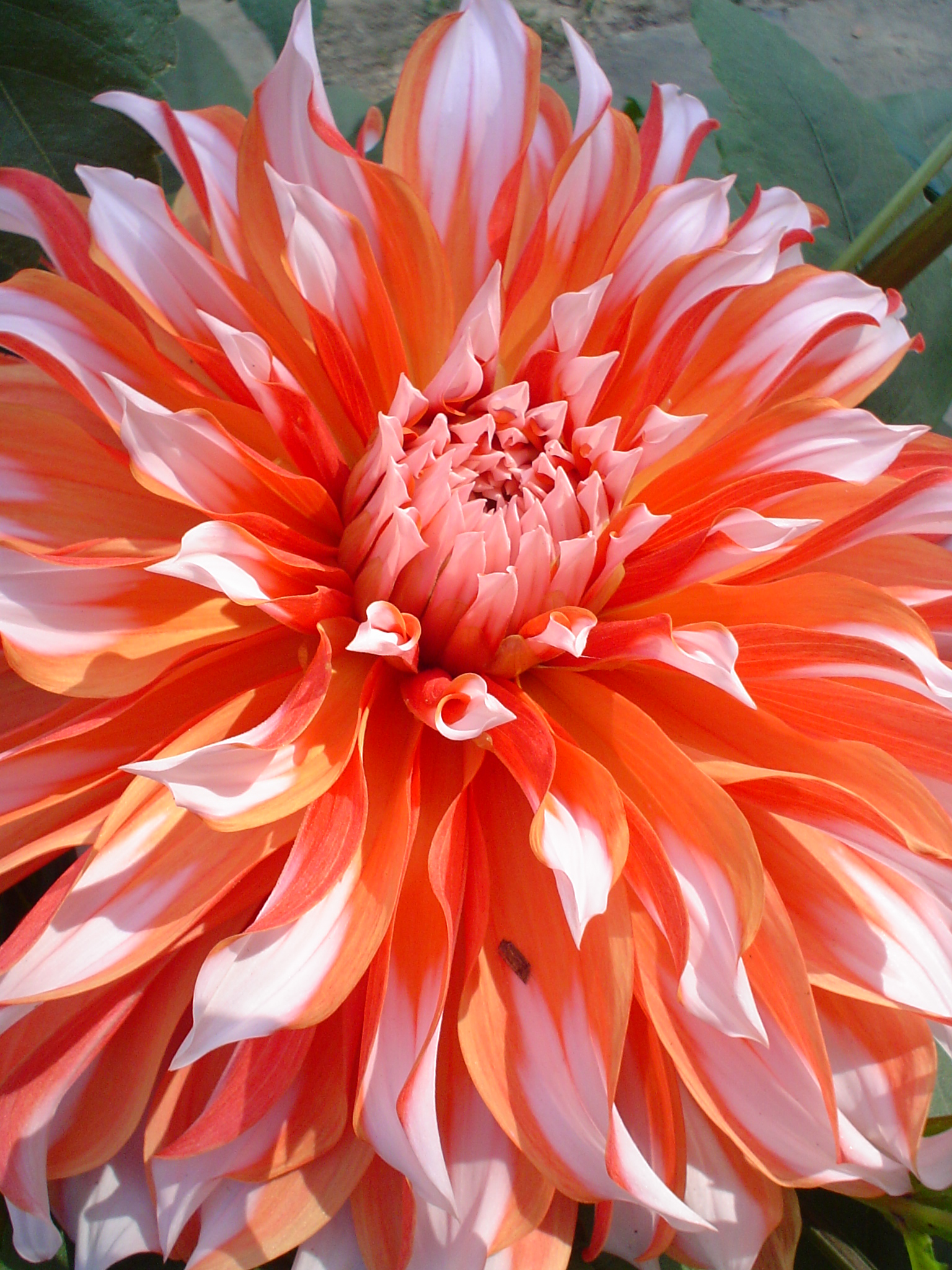 Dahlia 03589