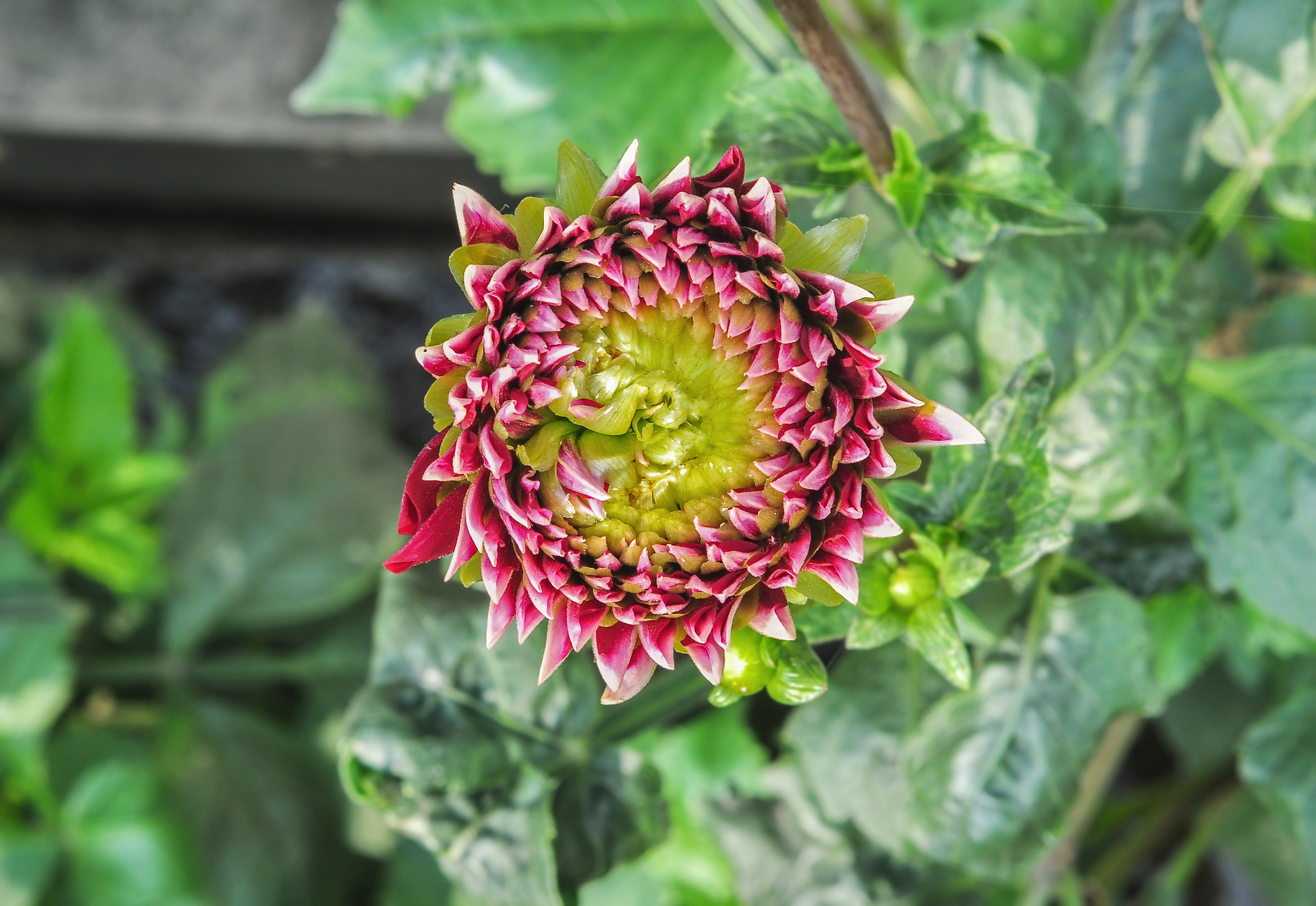 Dahlia 07012015 (3)