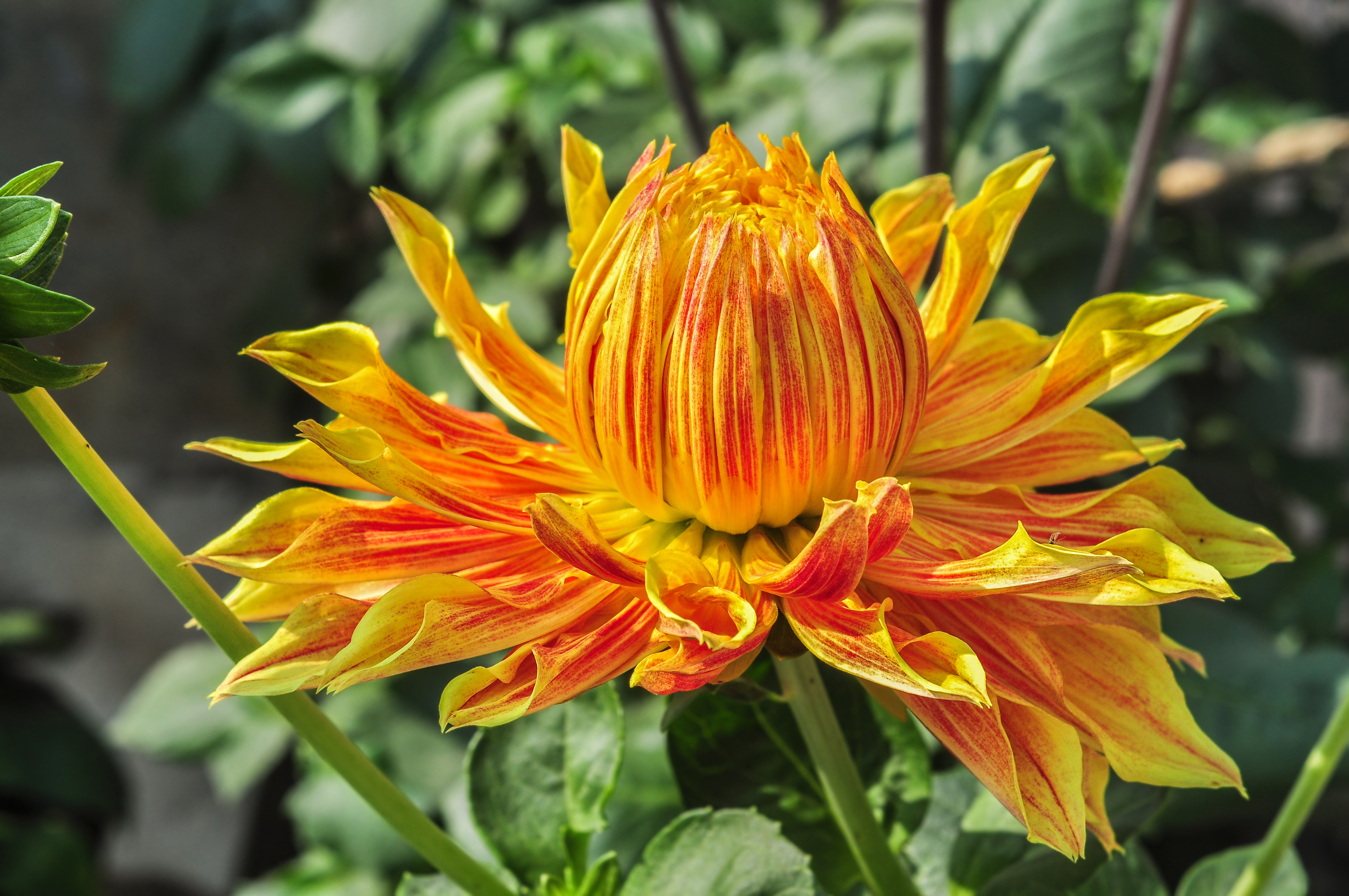 Dahlia 12012015 (1)
