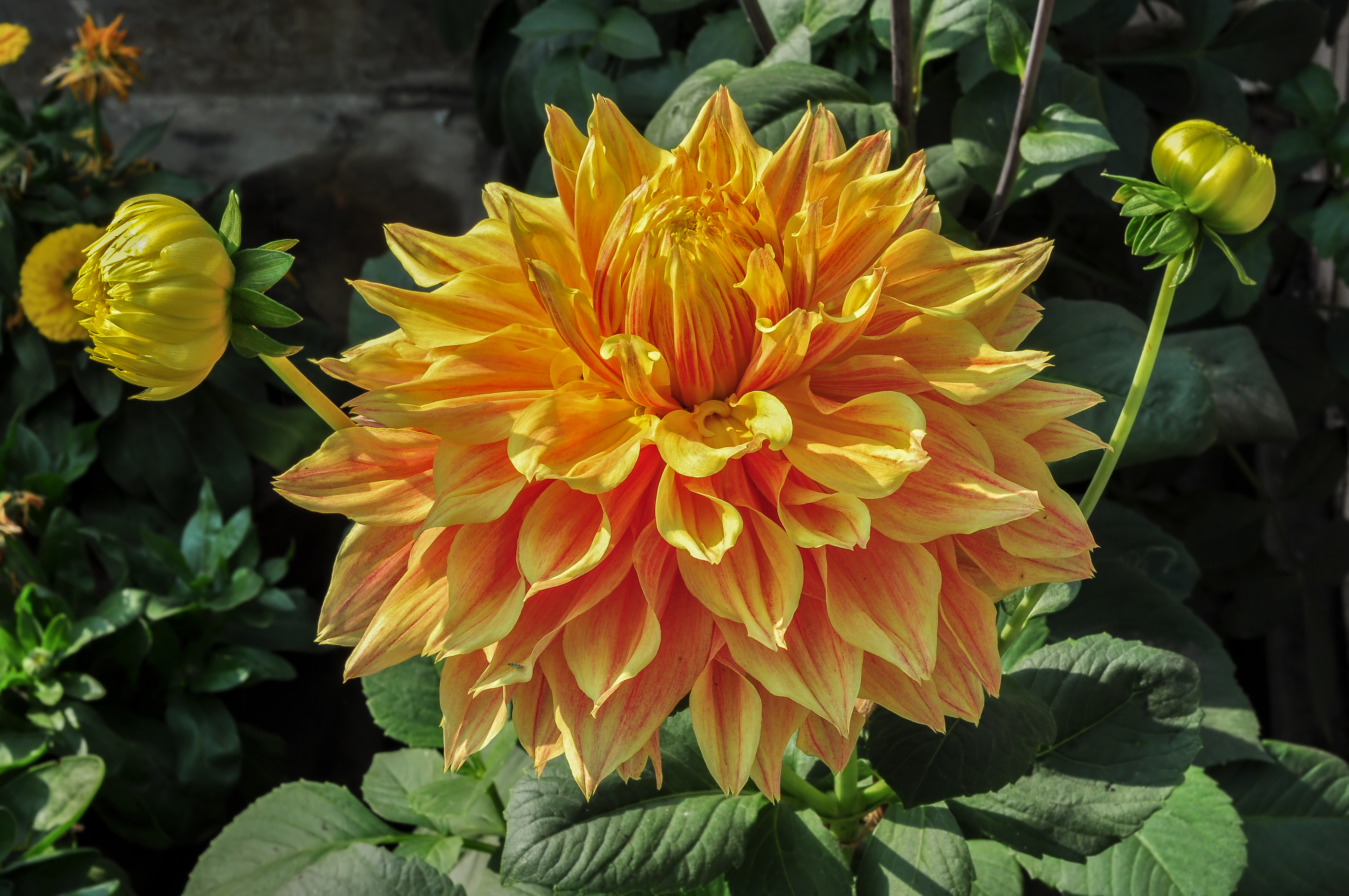 Dahlia 14012015 (1)