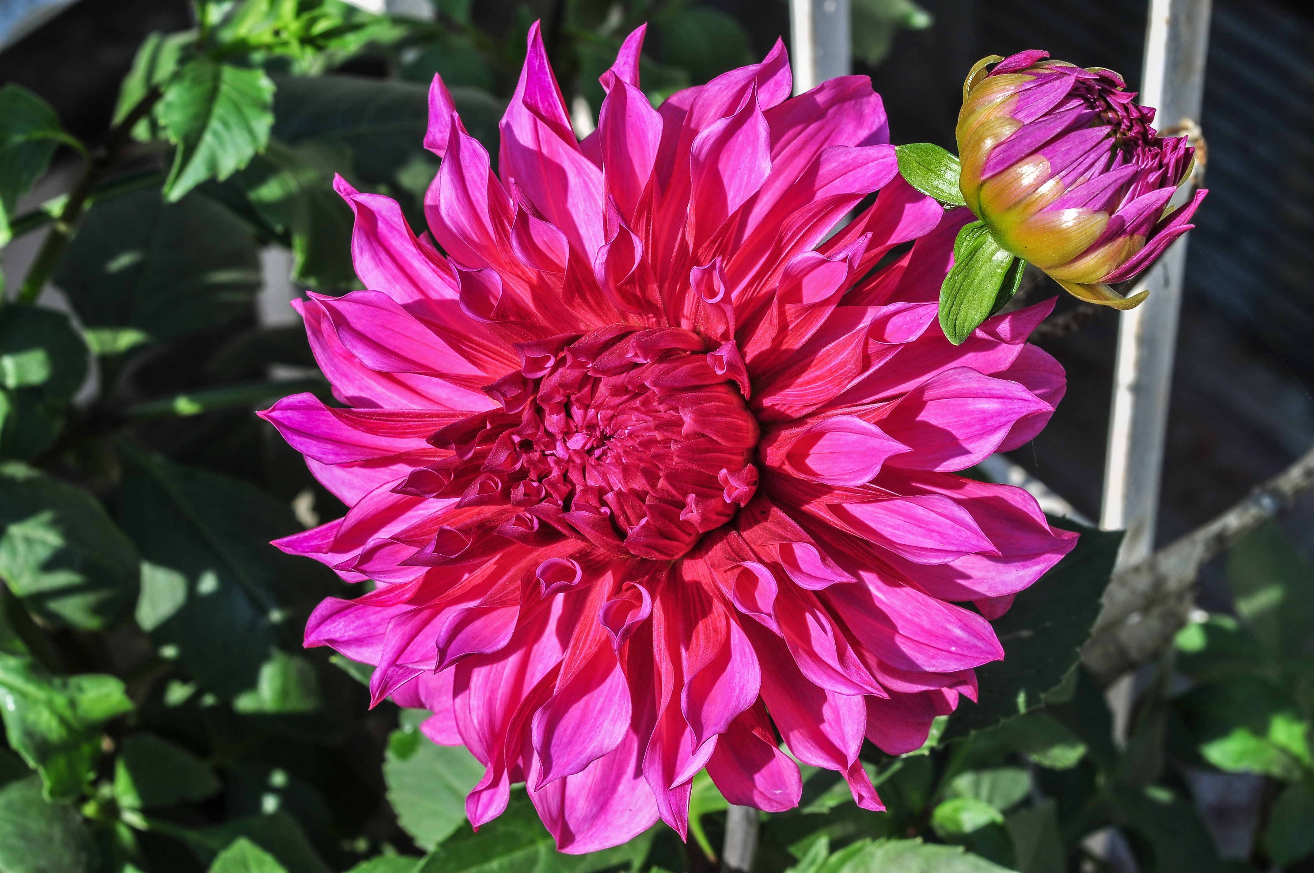 Dahlia 16012015 01
