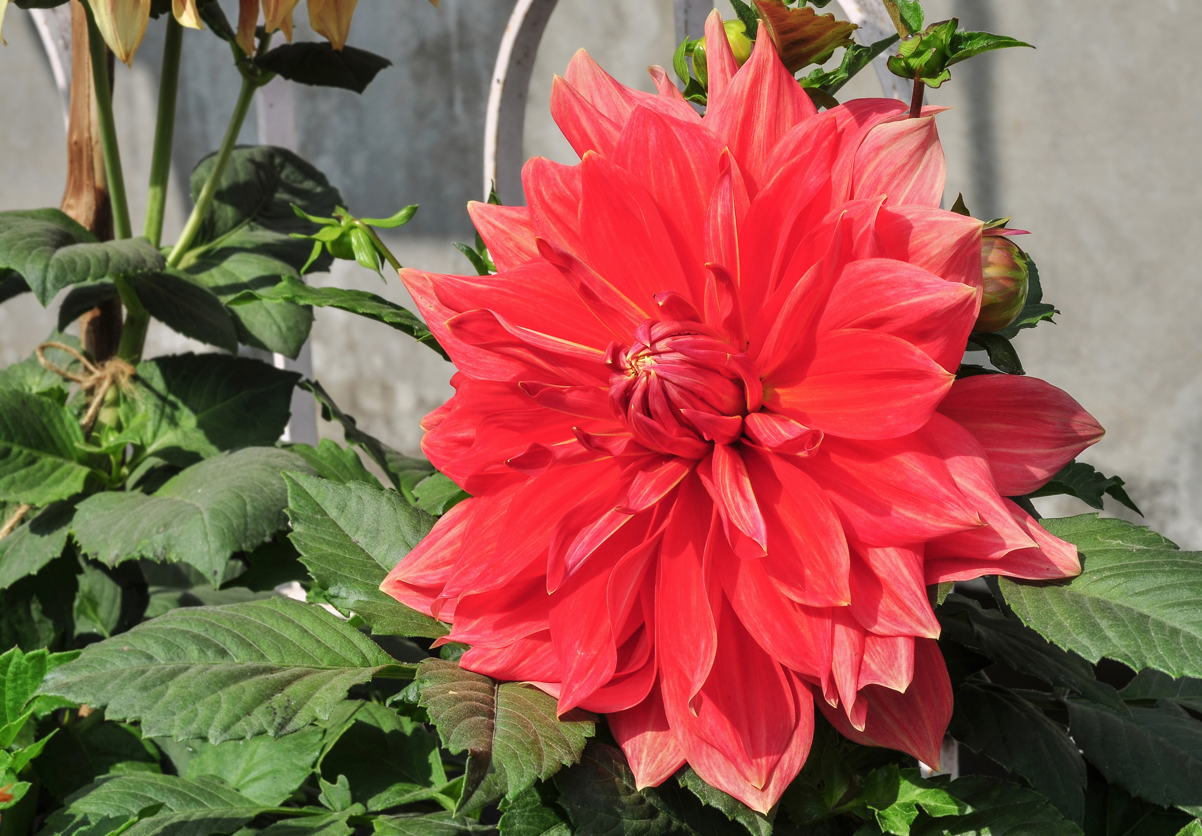 Dahlia 19012015 (2)