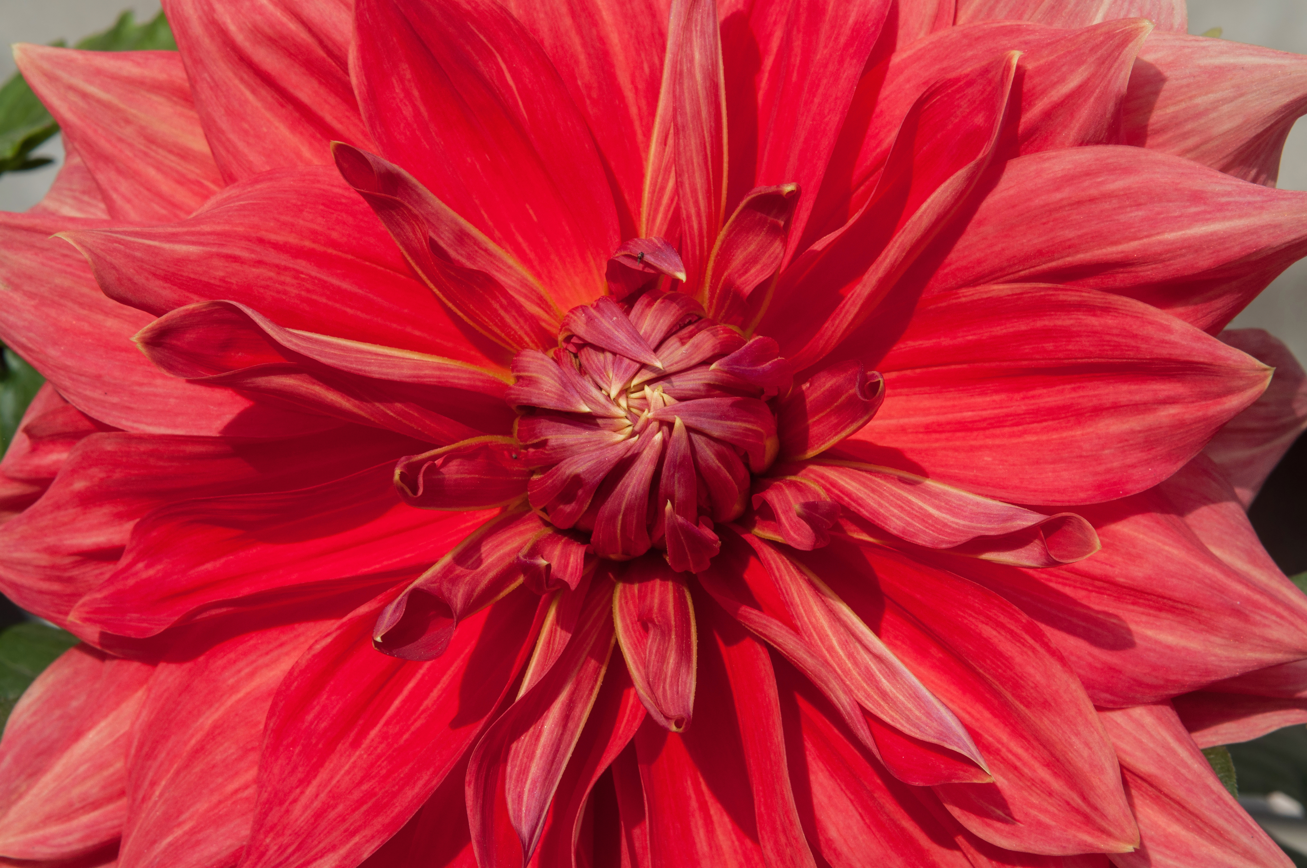 Dahlia 19012015 (3)
