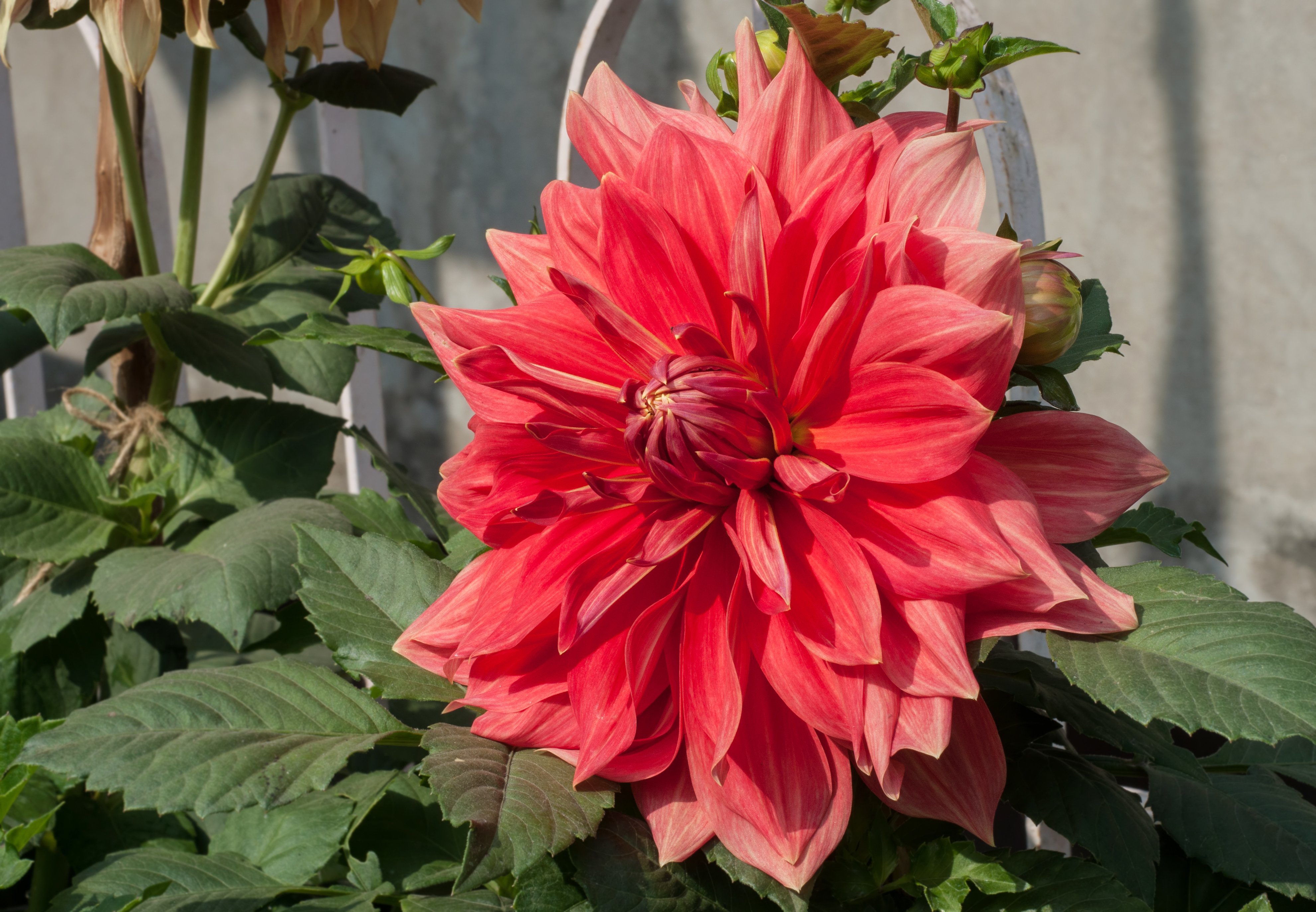 Dahlia 19012015 (4)