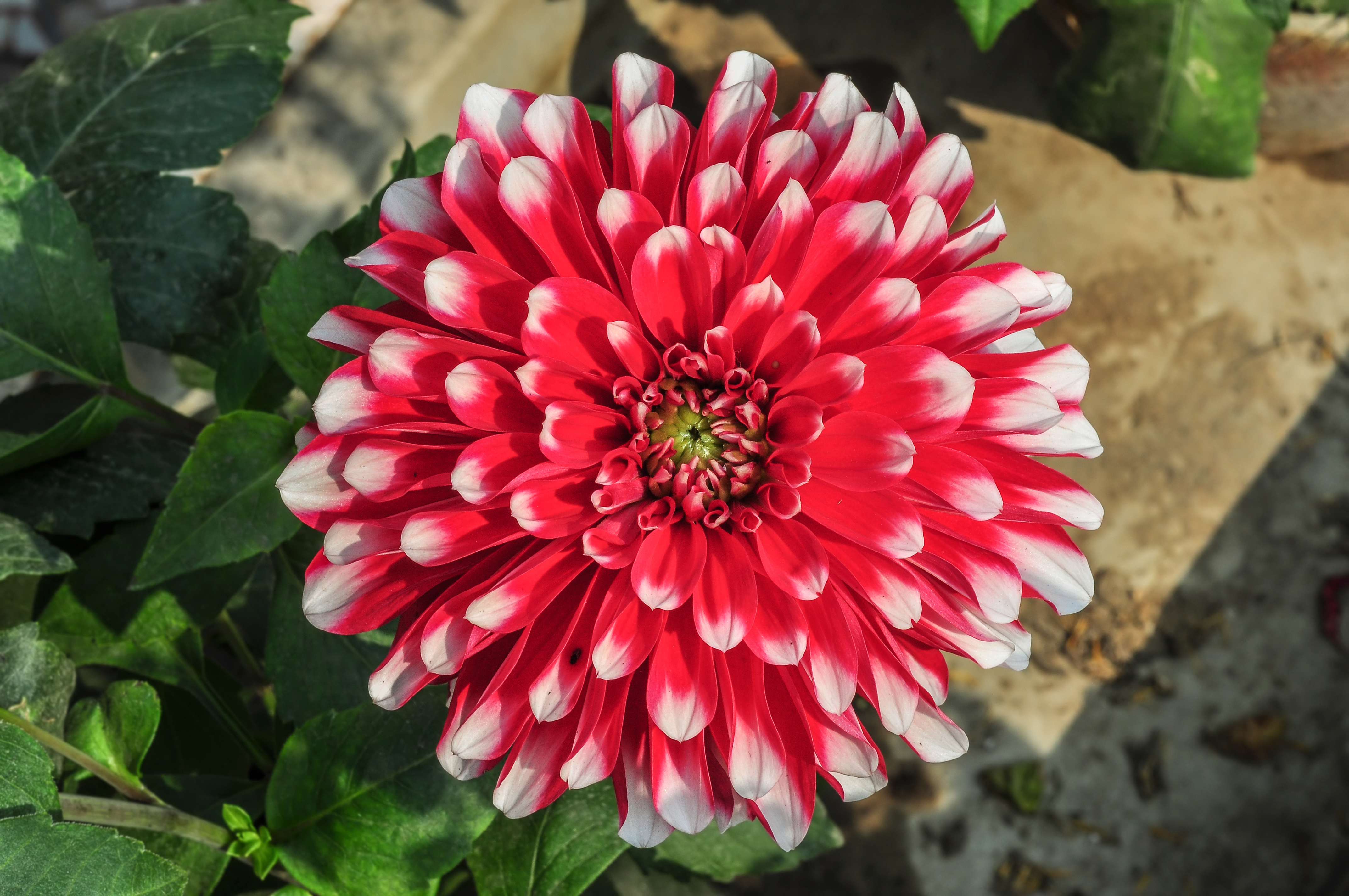 Dahlia 27012015