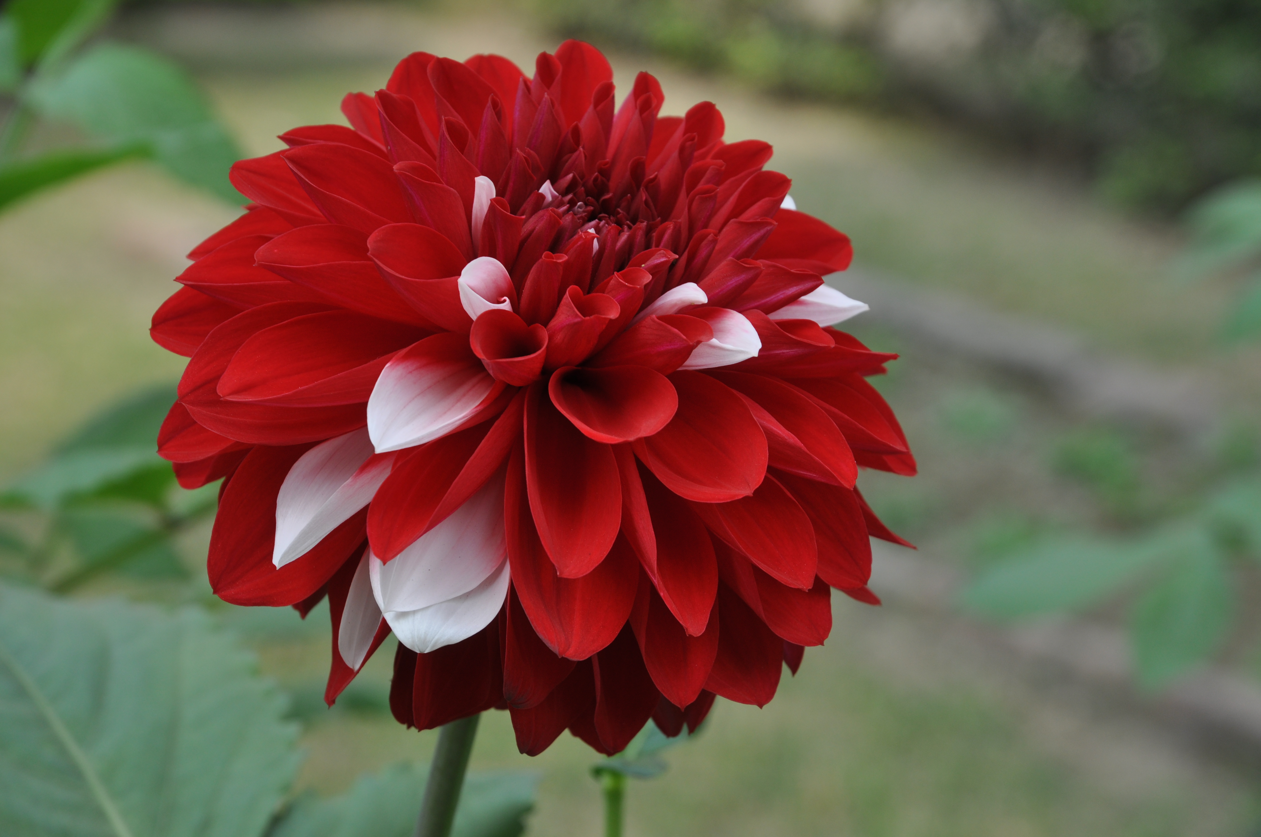 Dahlia 3942