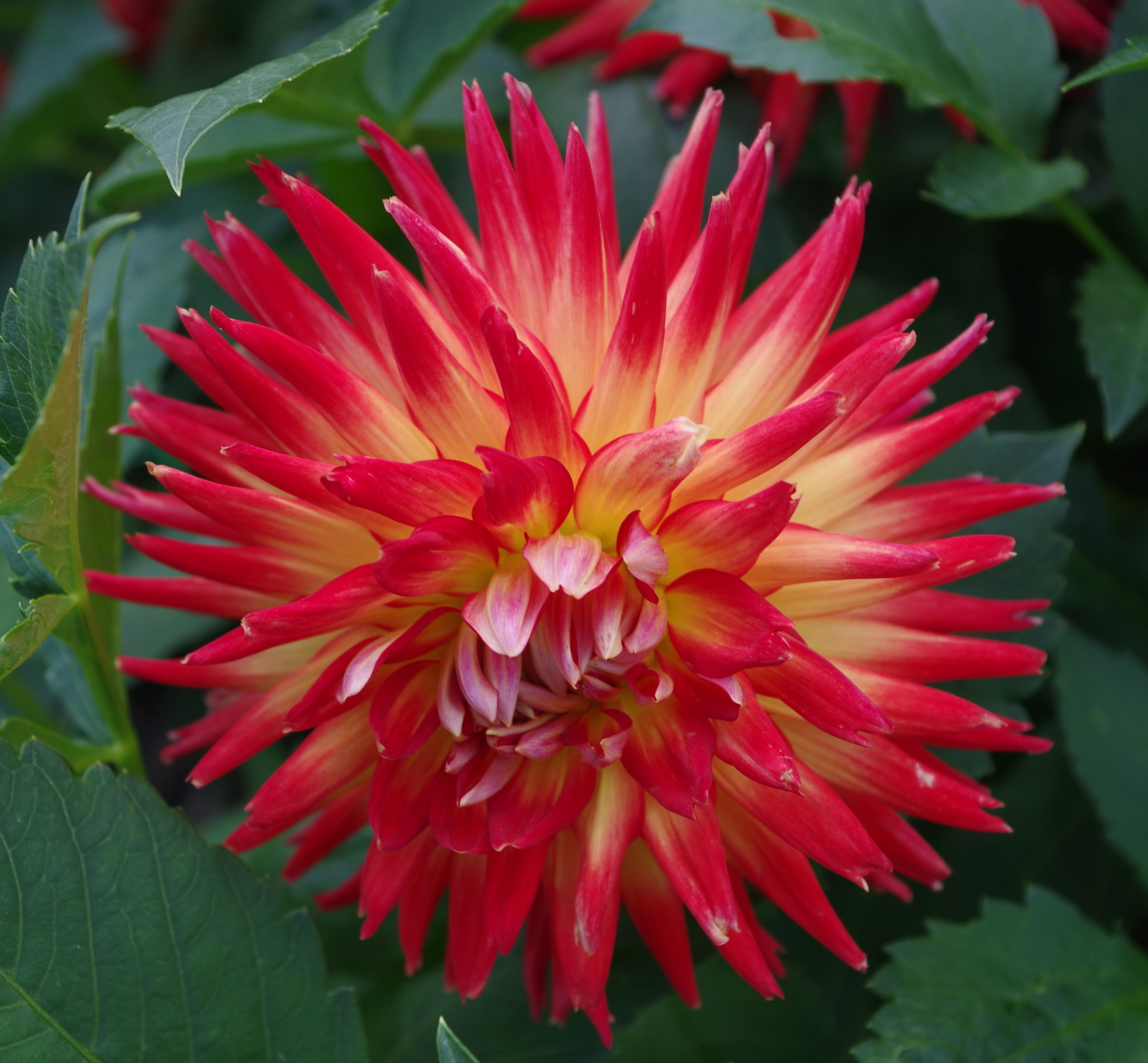 Dahlia ,2