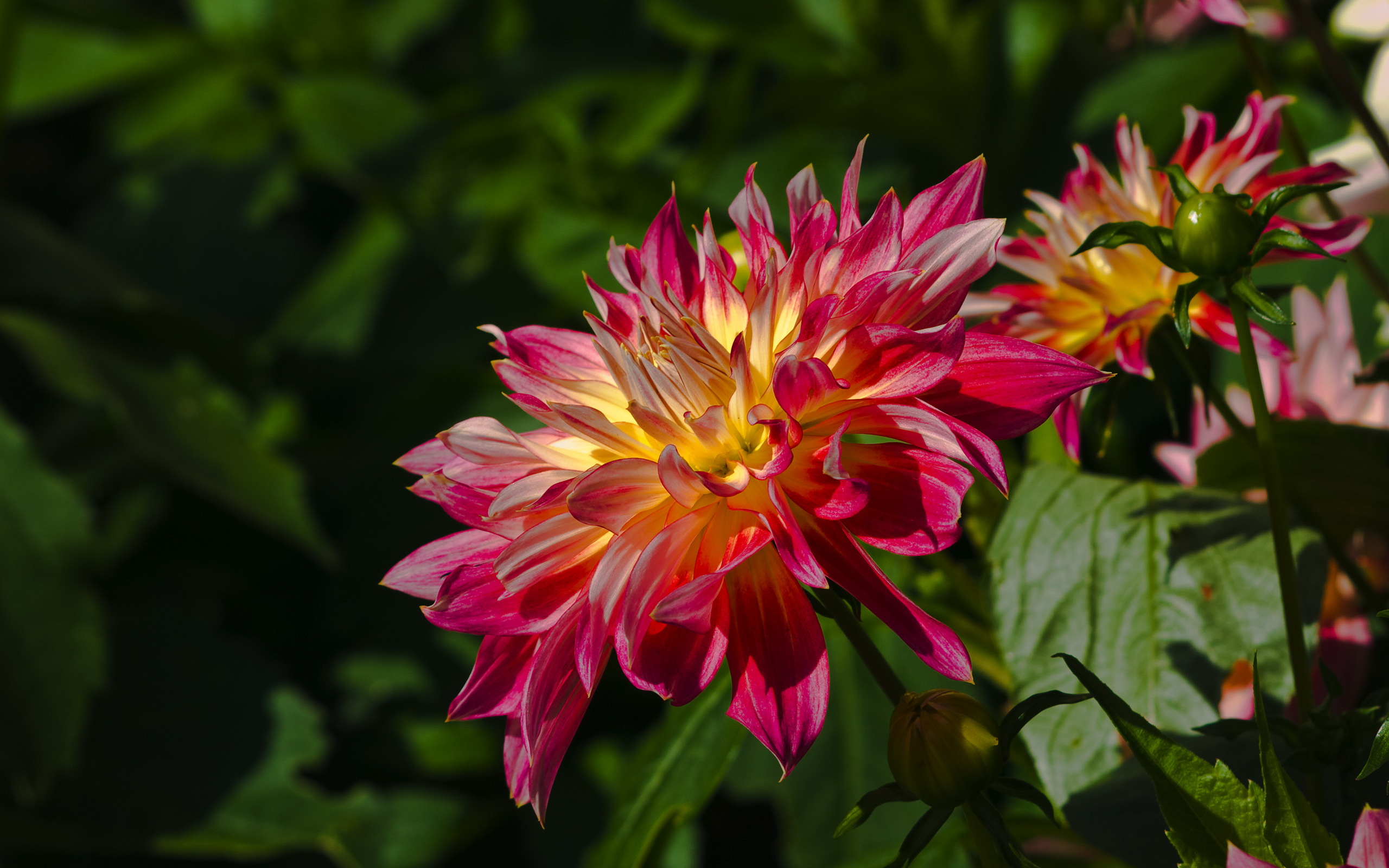 Dahlia (2803815675)