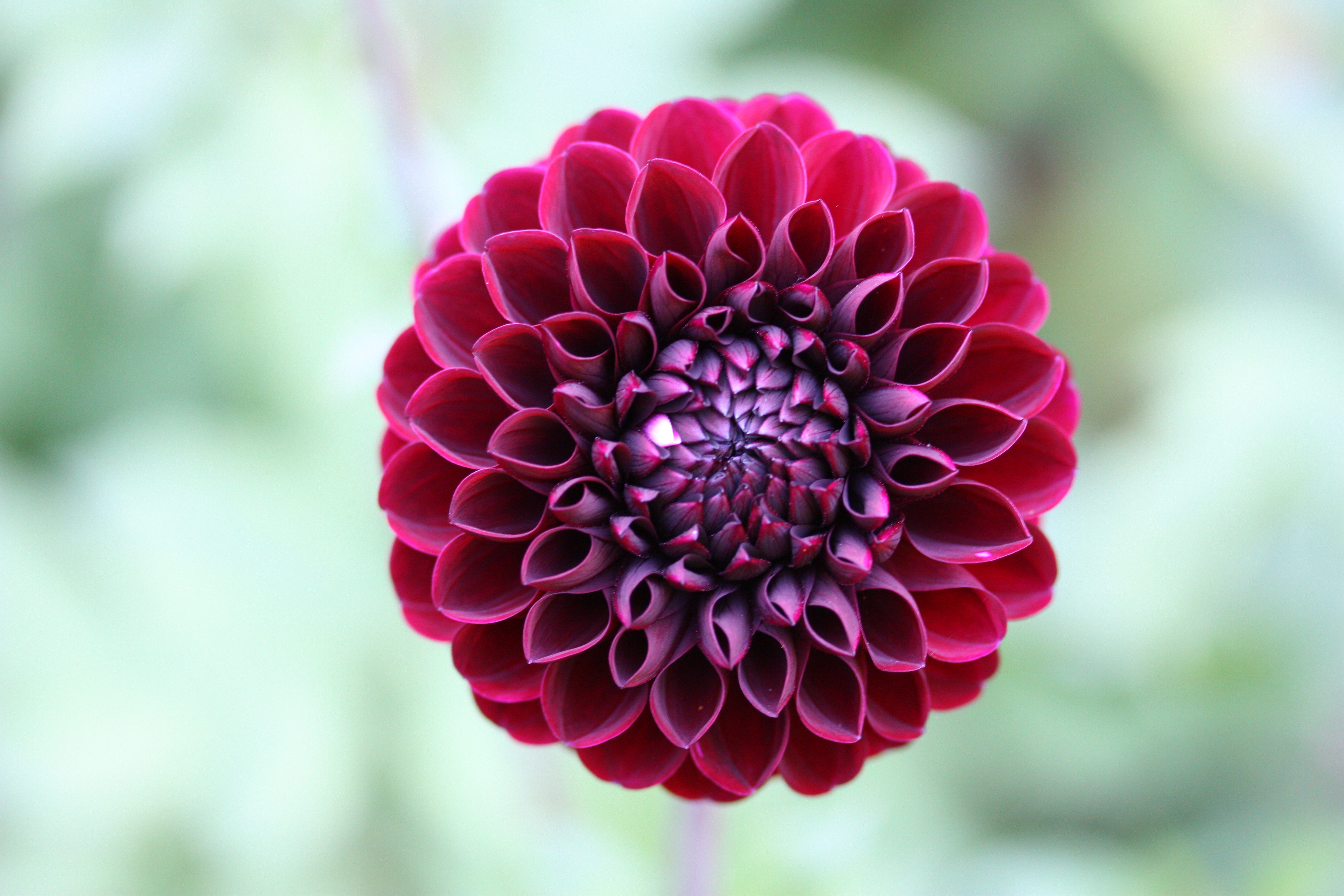 Dahlia (2869211295)