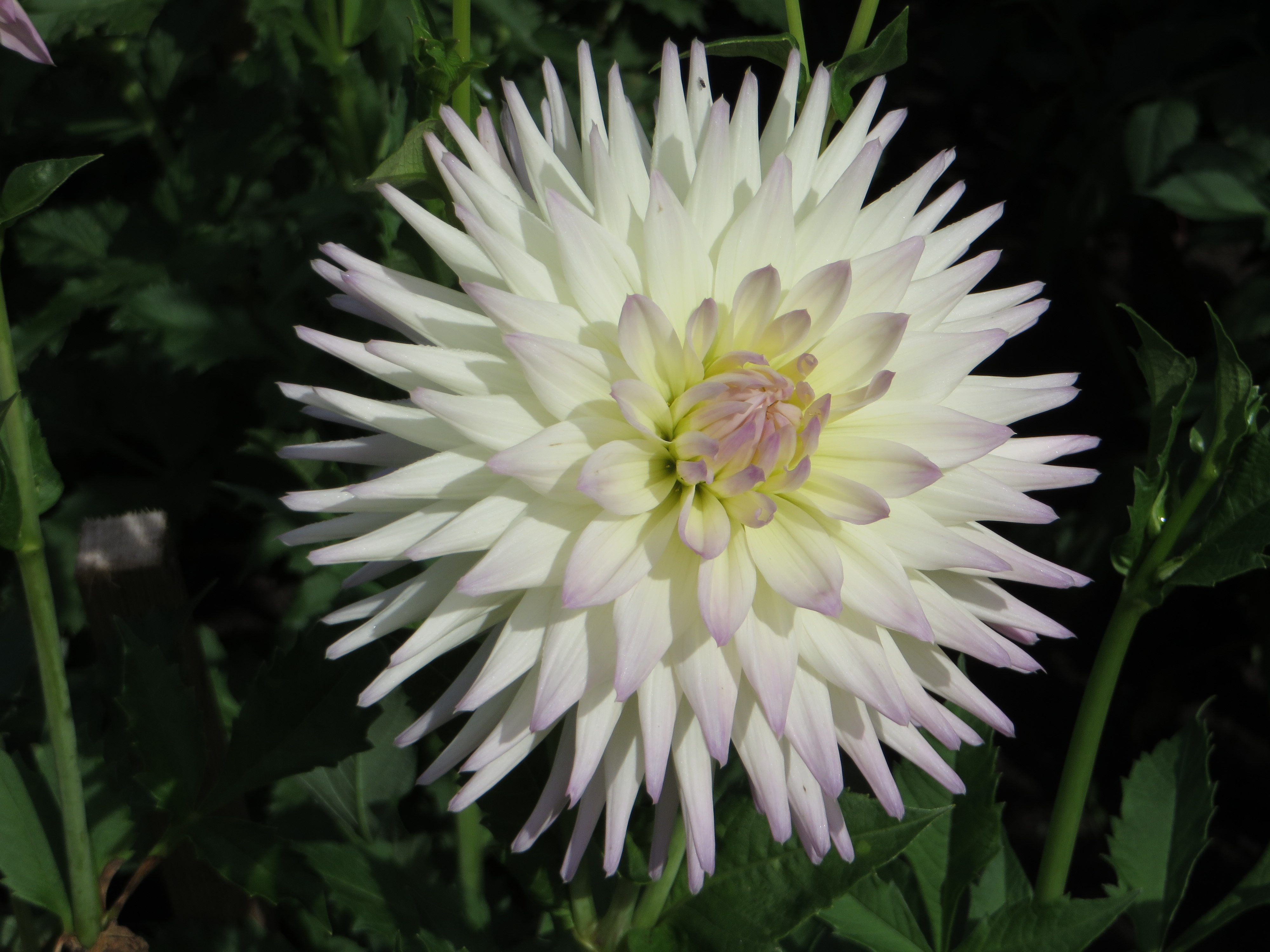 Dahlia 'Alpen Bill' 01