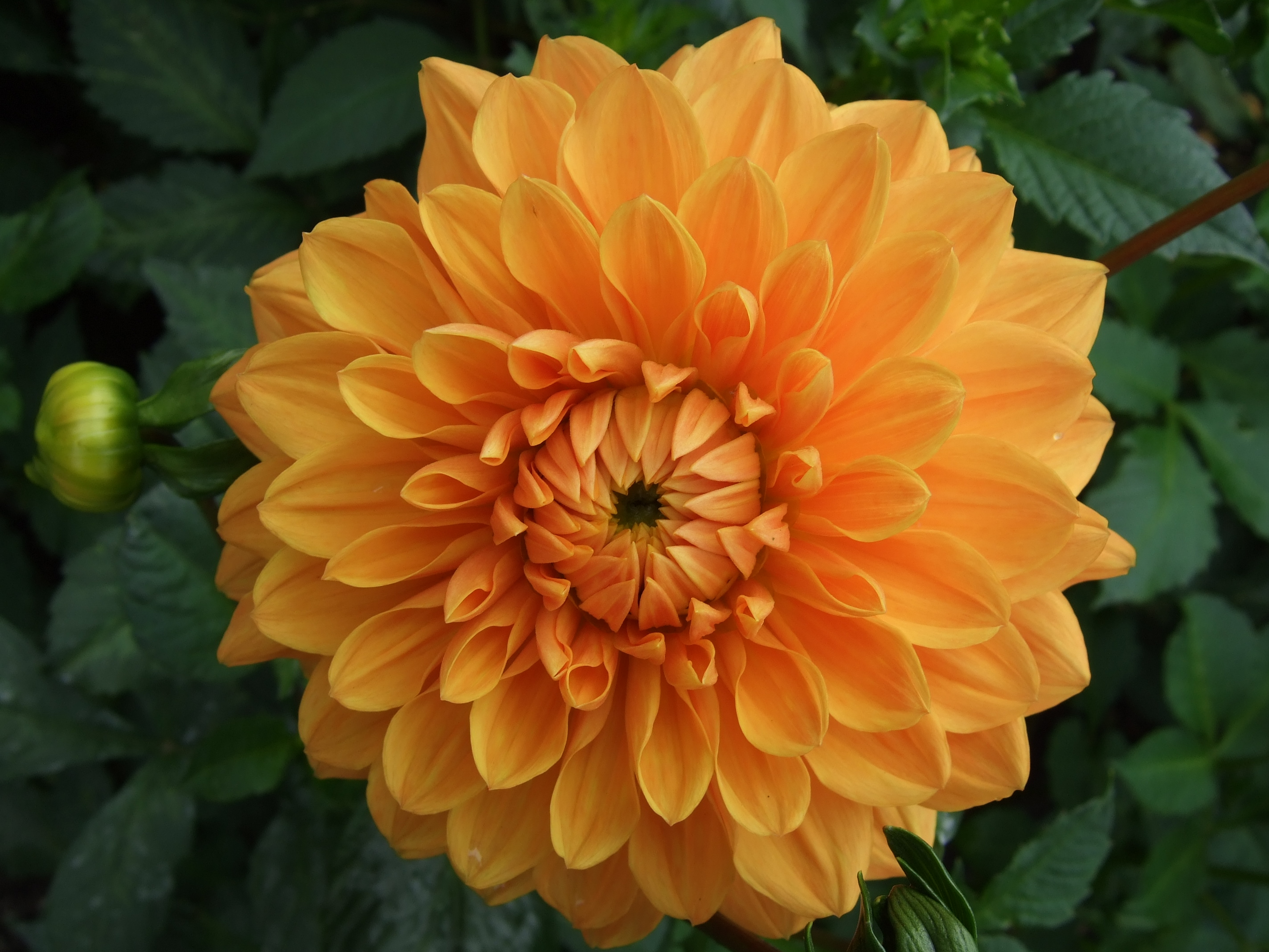 Dahlia 'Bad Neuenahr'