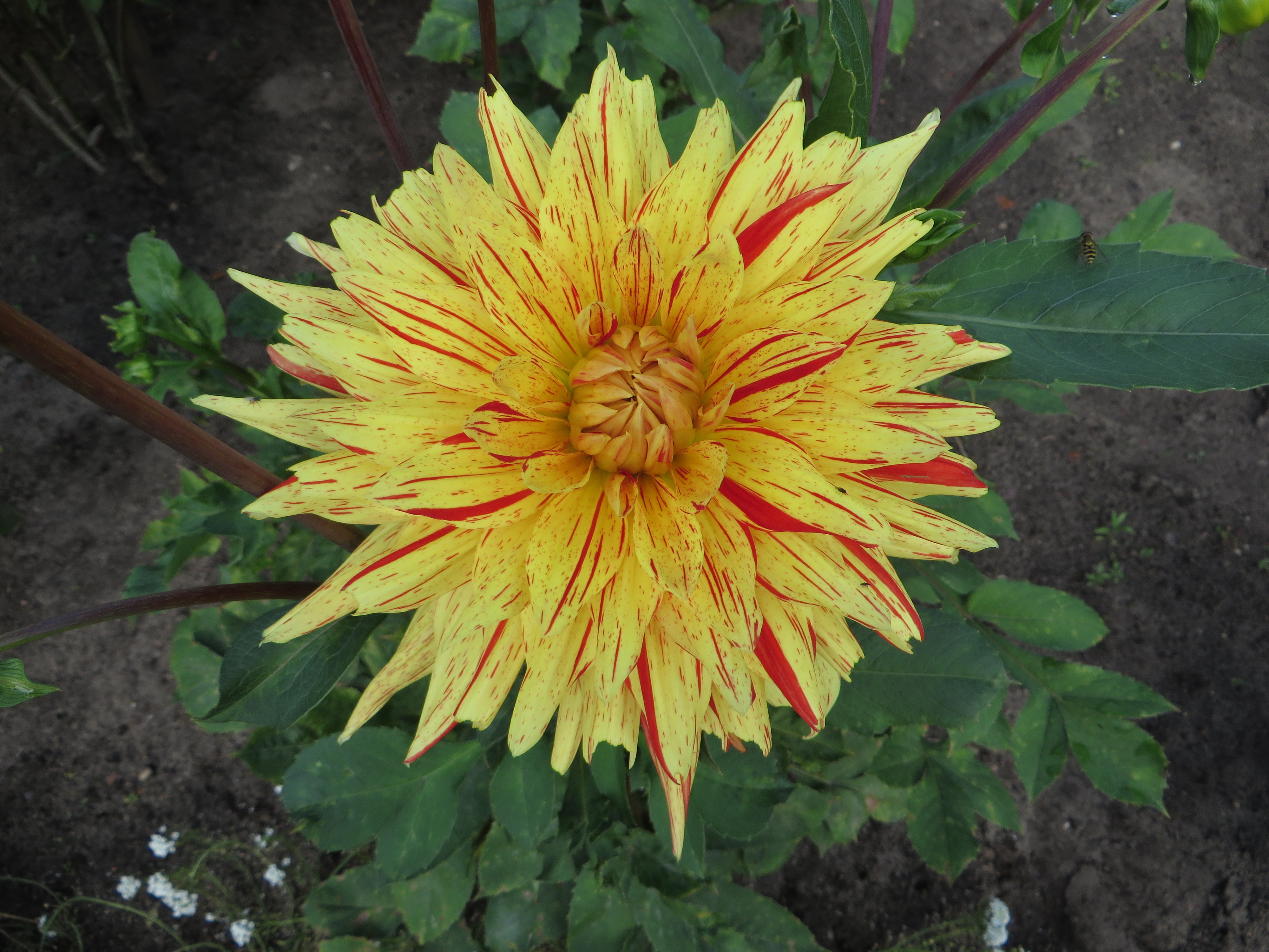 Dahlia 'Biedermannsdorf' 01