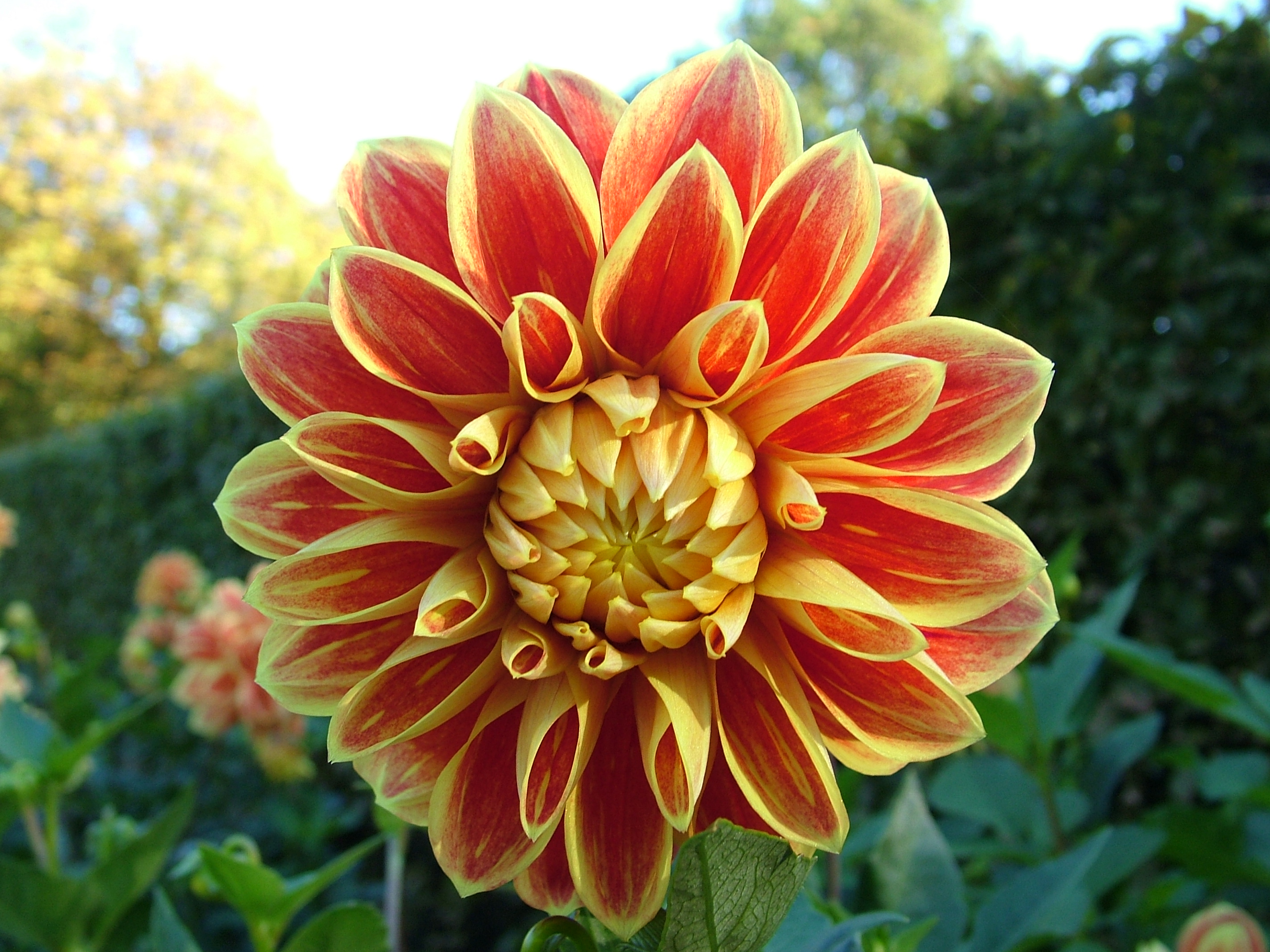 Dahlia 'Maxime', Rostock 2013