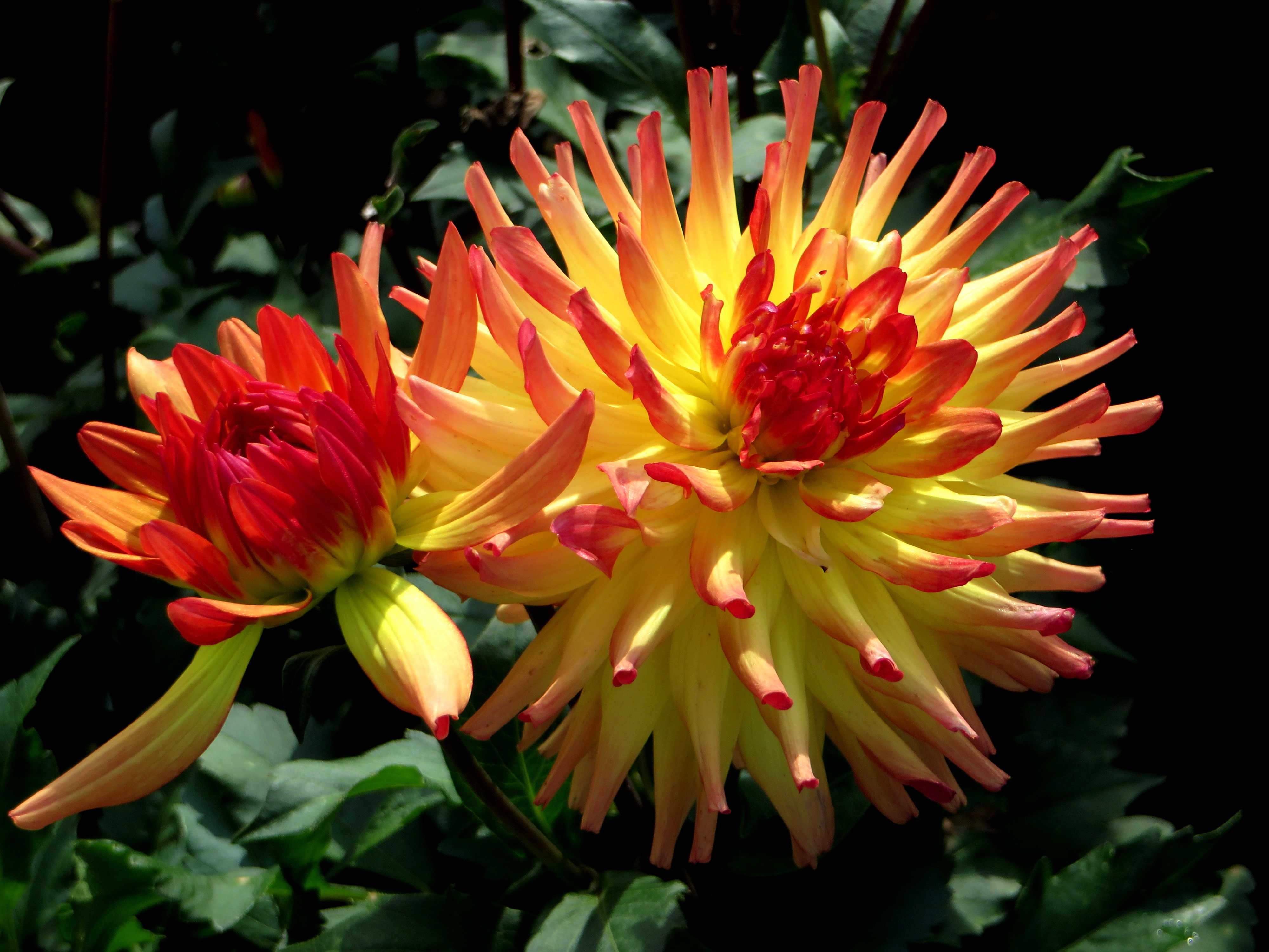 Dahlia 'Zinta' 01