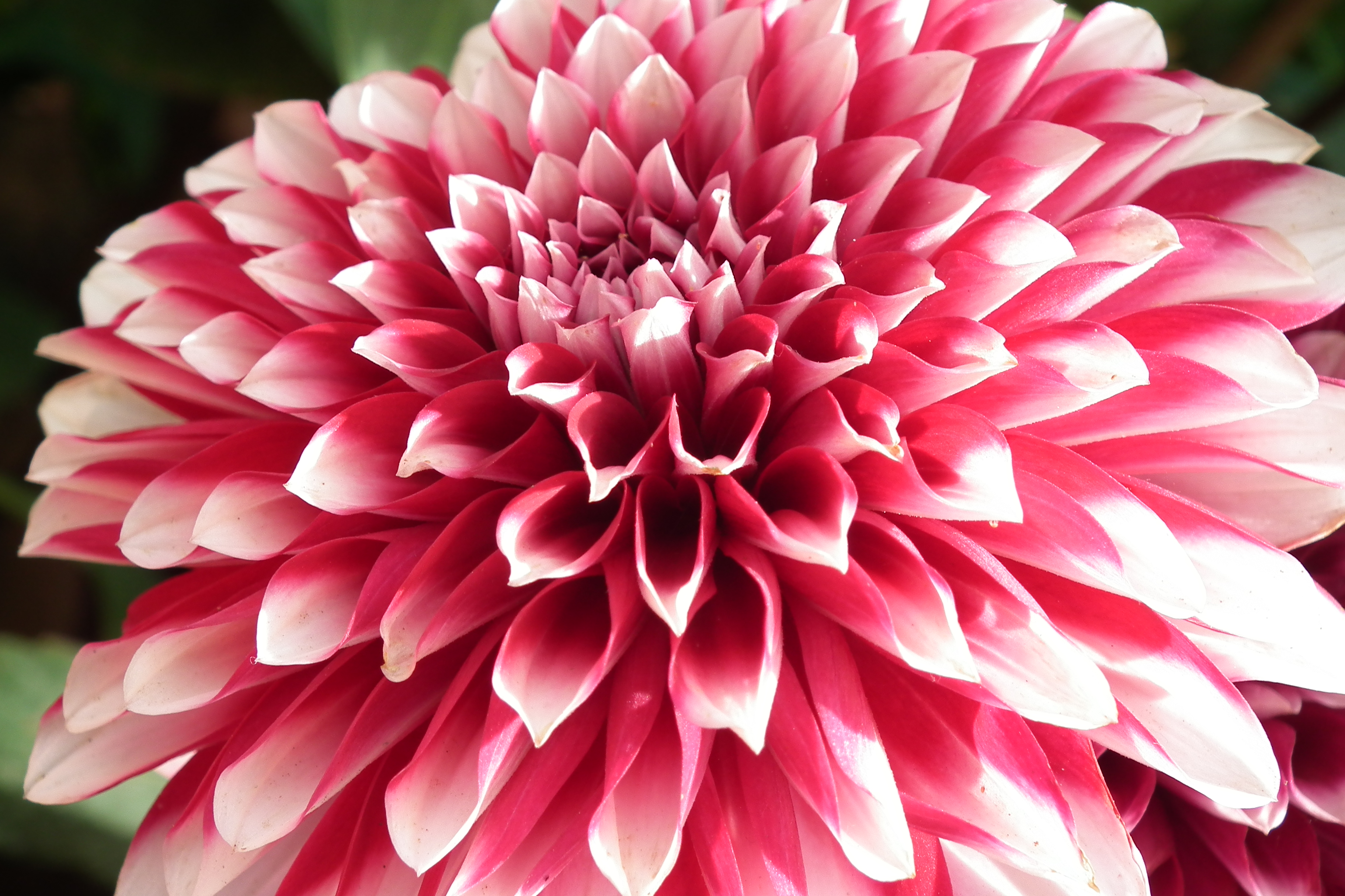 Dahlia at Lalbagh flowershow aug2011 7044