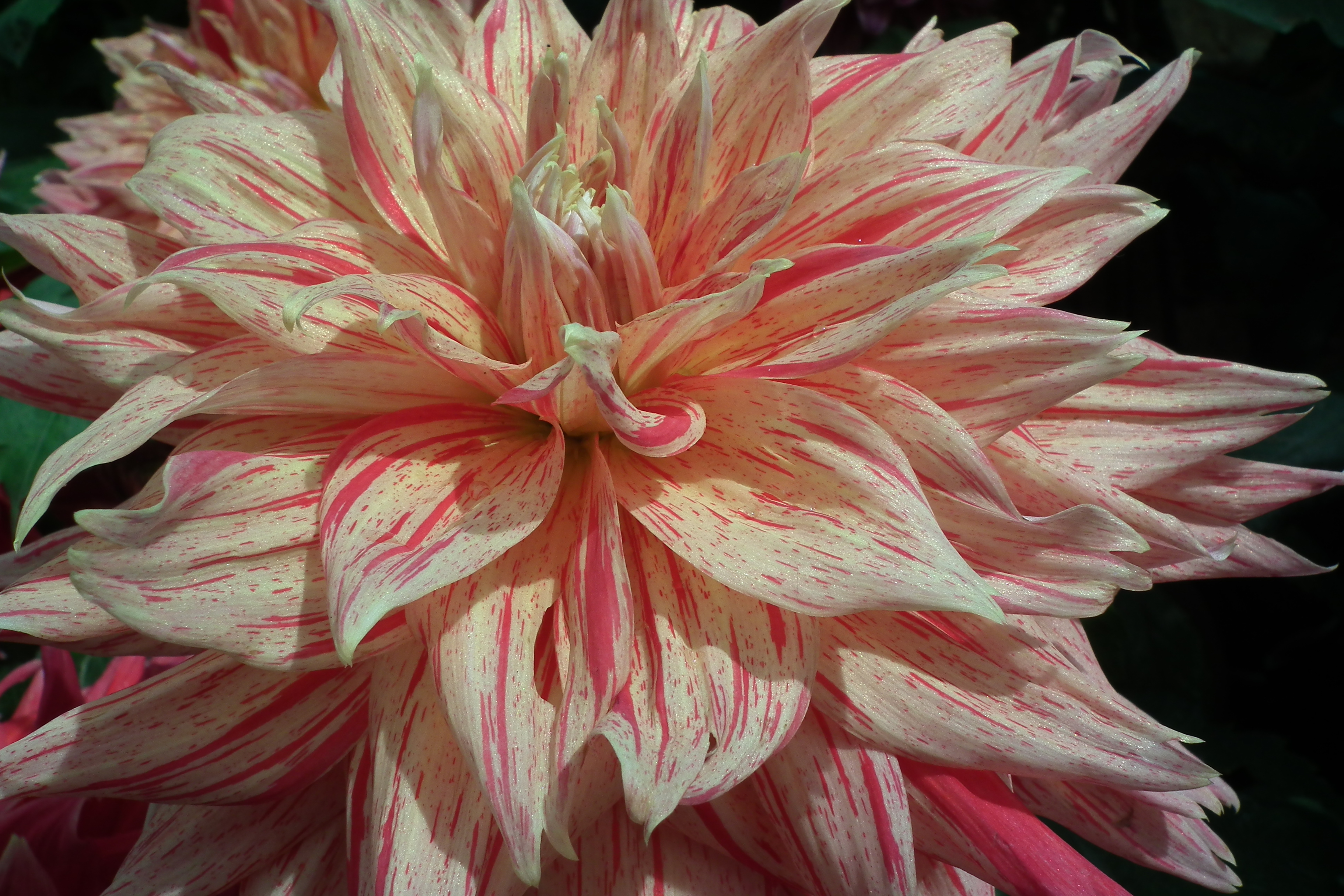 Dahlia at Lalbagh flowershow aug2011 7045