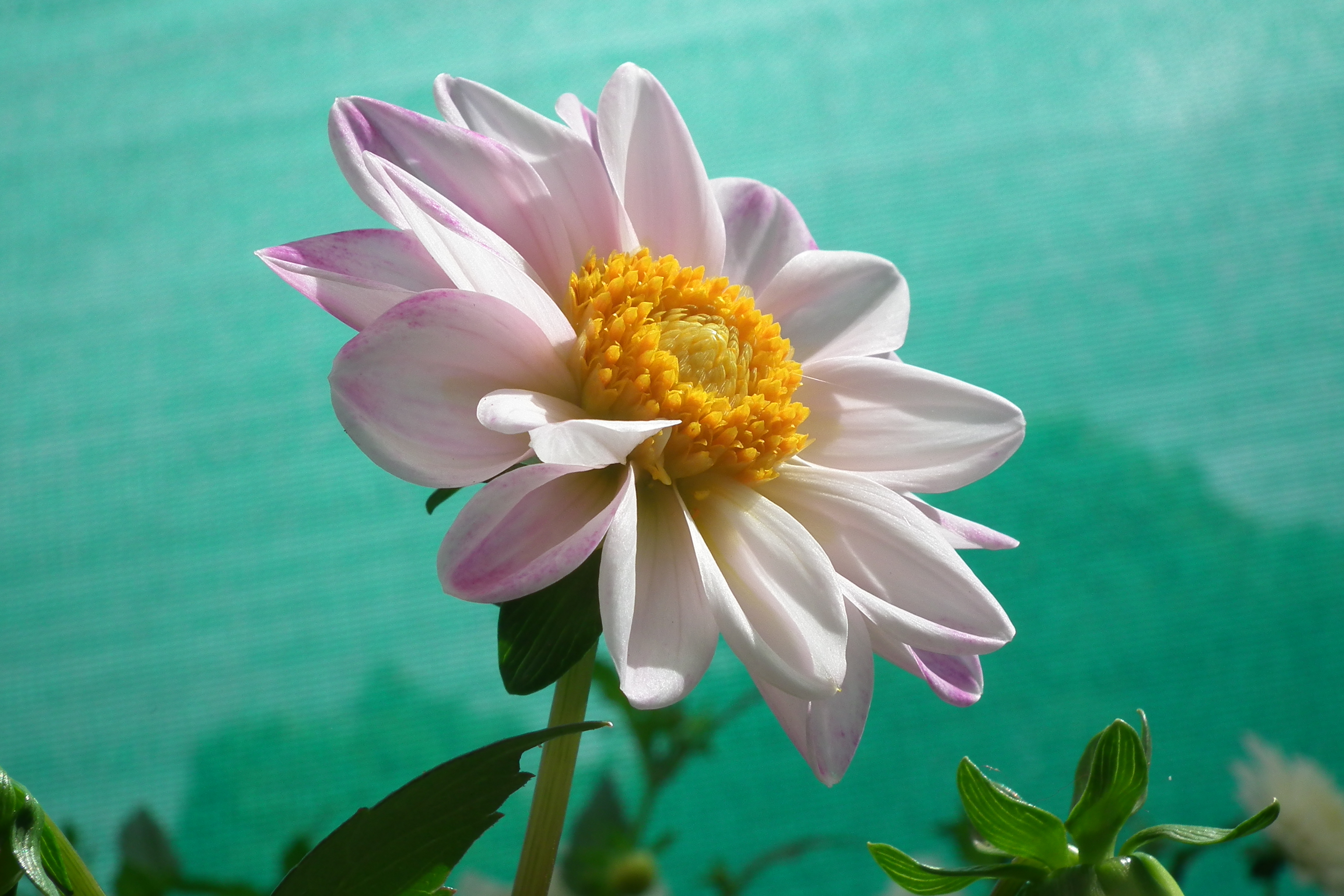 Dahlia at Lalbagh flowershow aug2011 7049