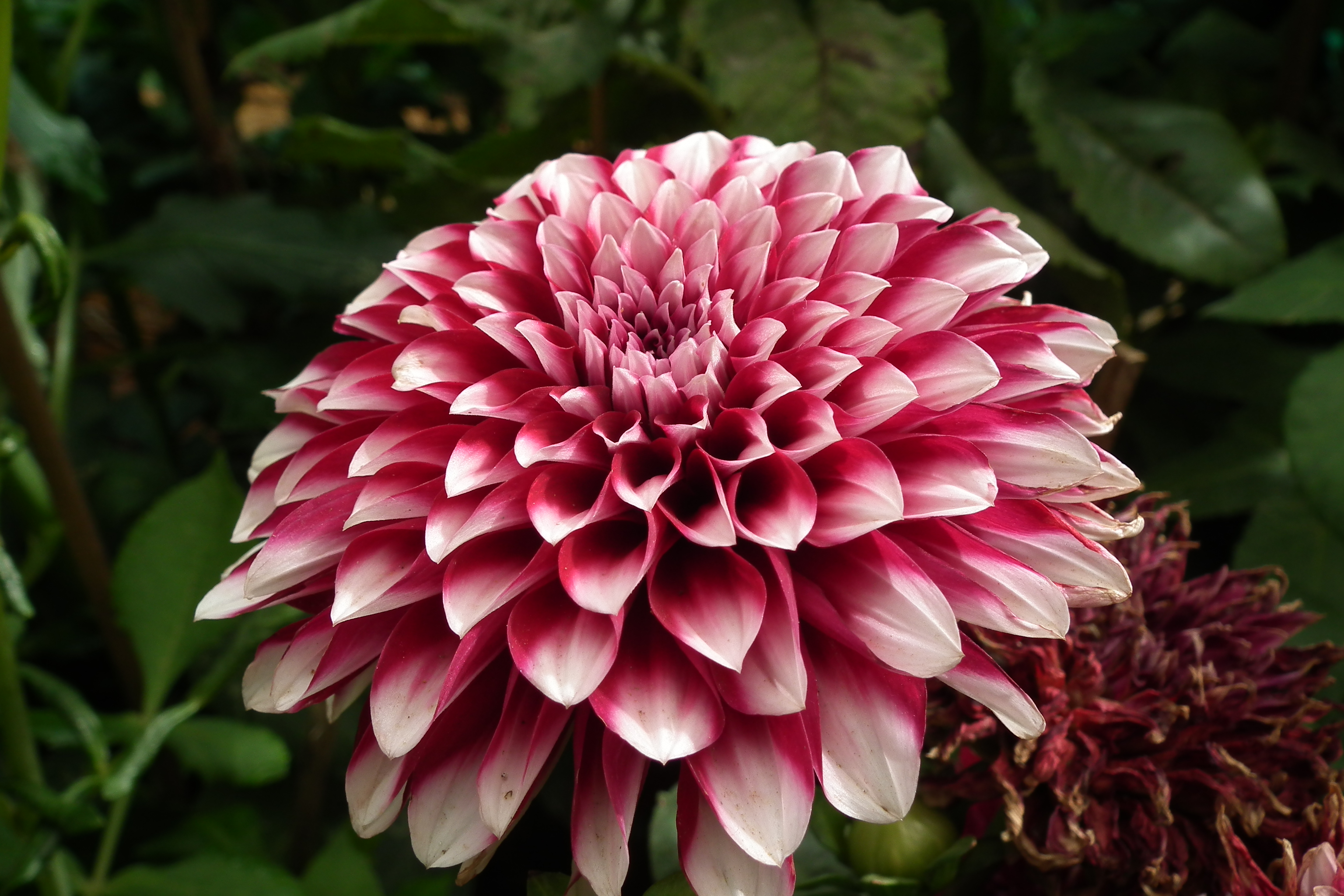Dahlia at Lalbagh flowershow aug2011 7053