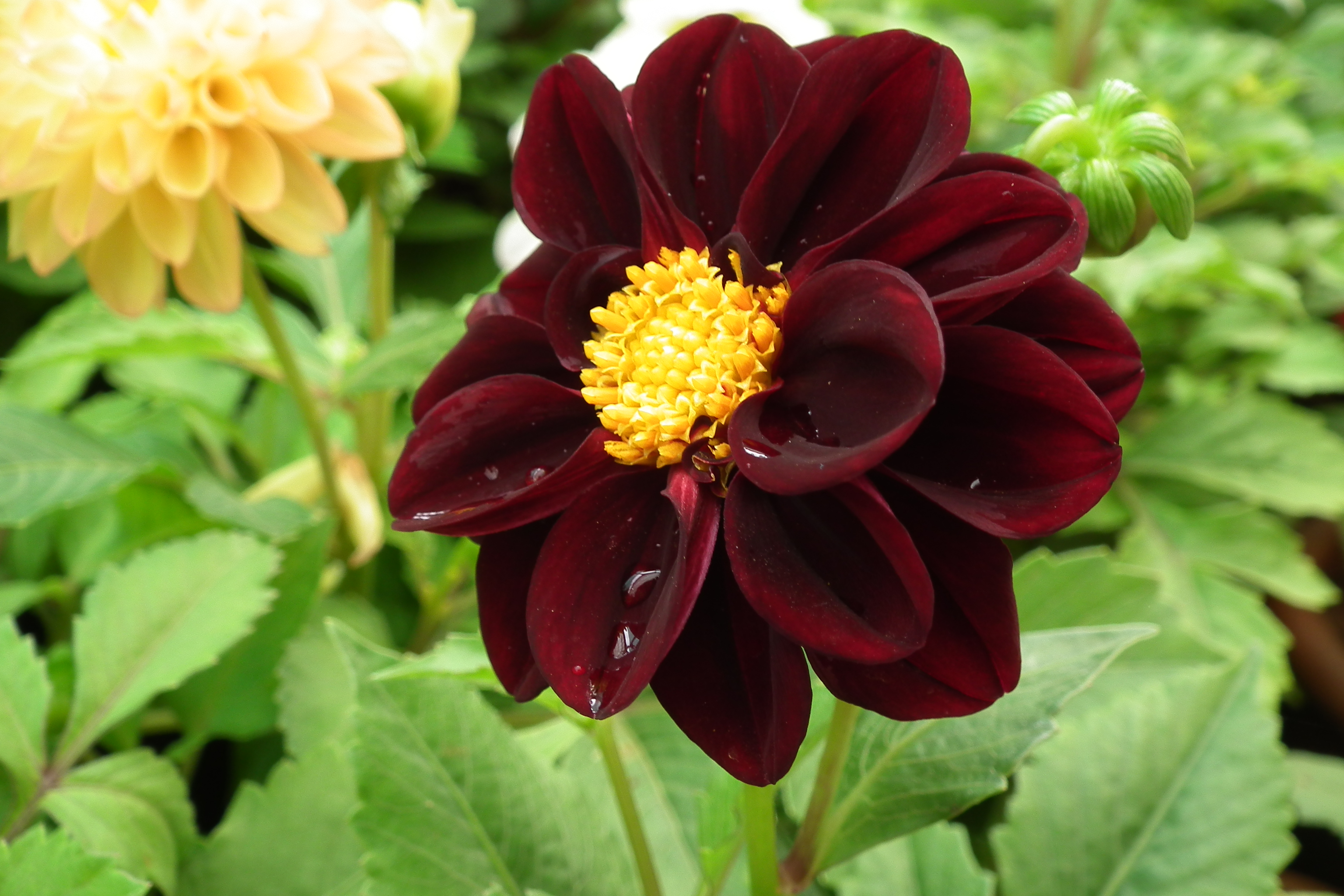 Dahlia at Lalbagh flowershow aug2011 7063