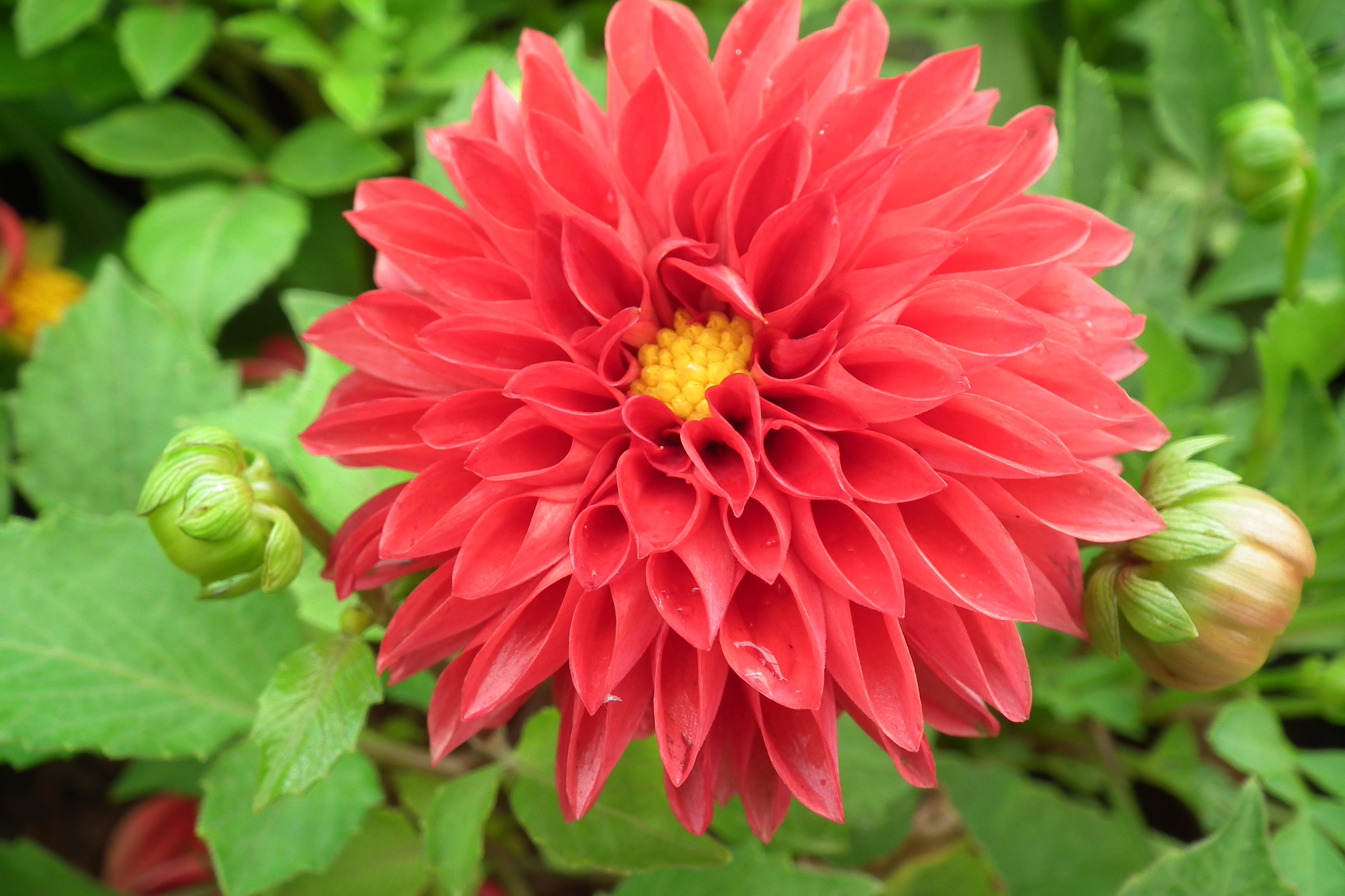 Dahlia at Lalbagh flowershow aug2011 7067
