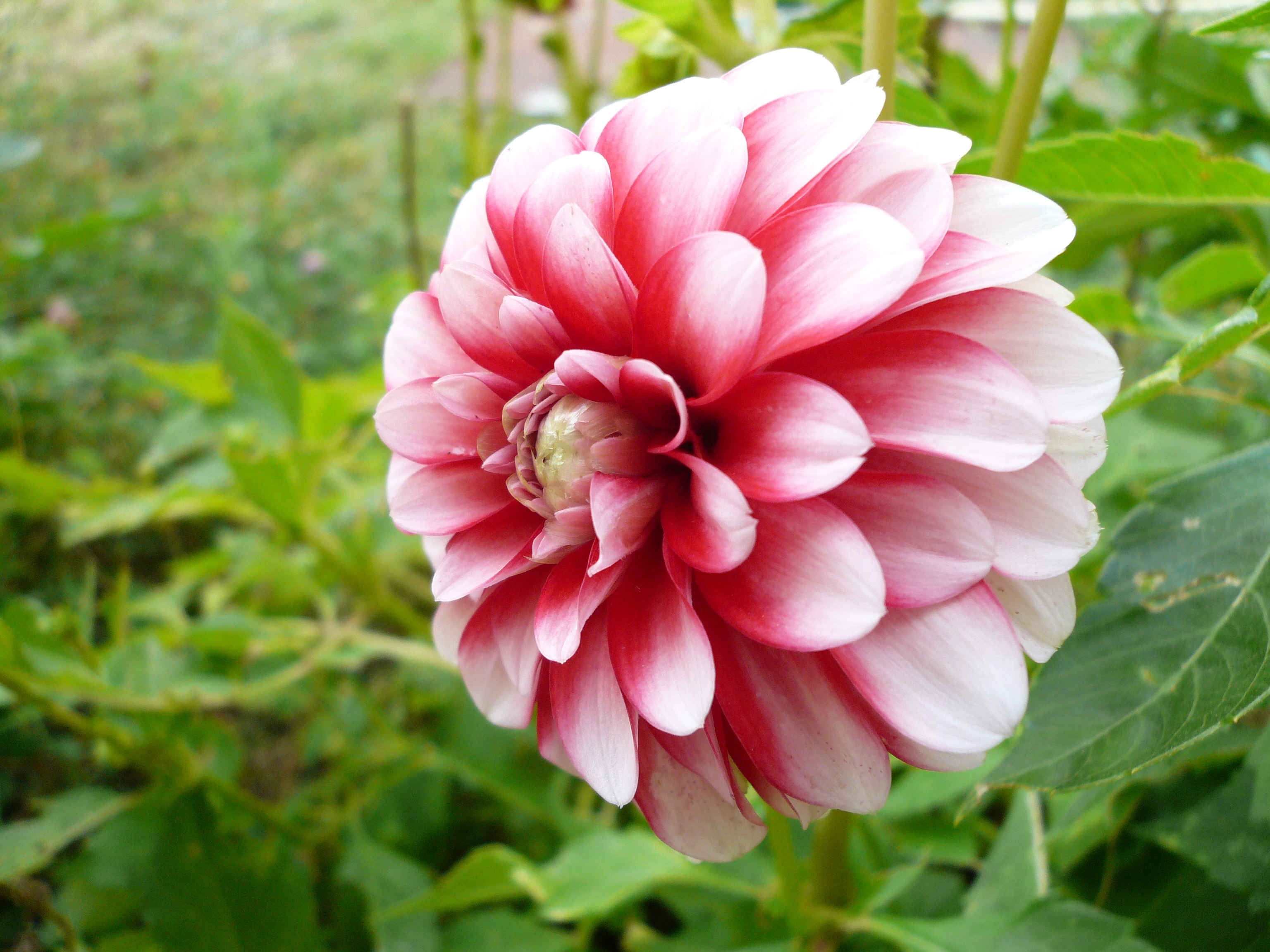 Dahlia blanc rose