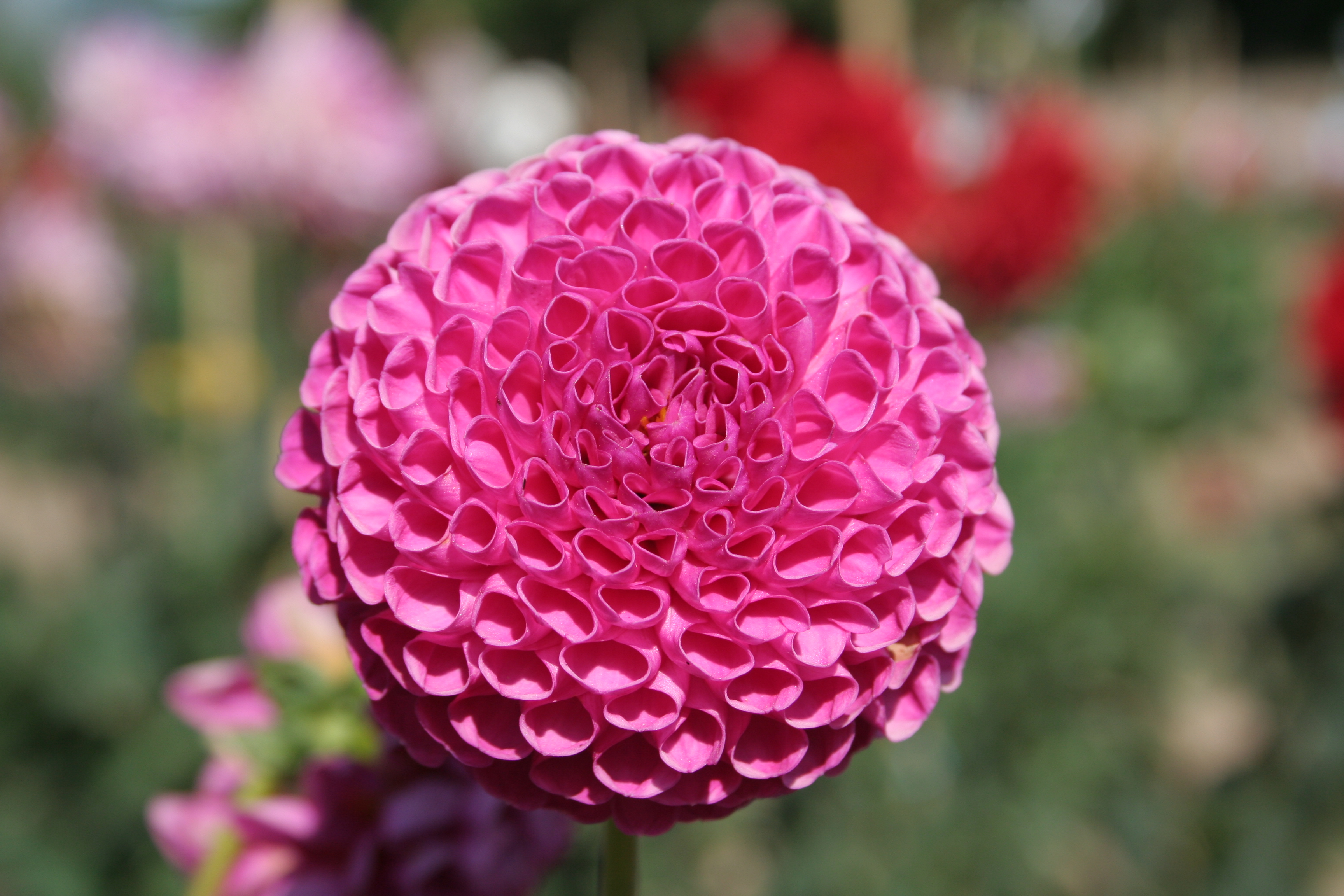 Dahlia Chopin