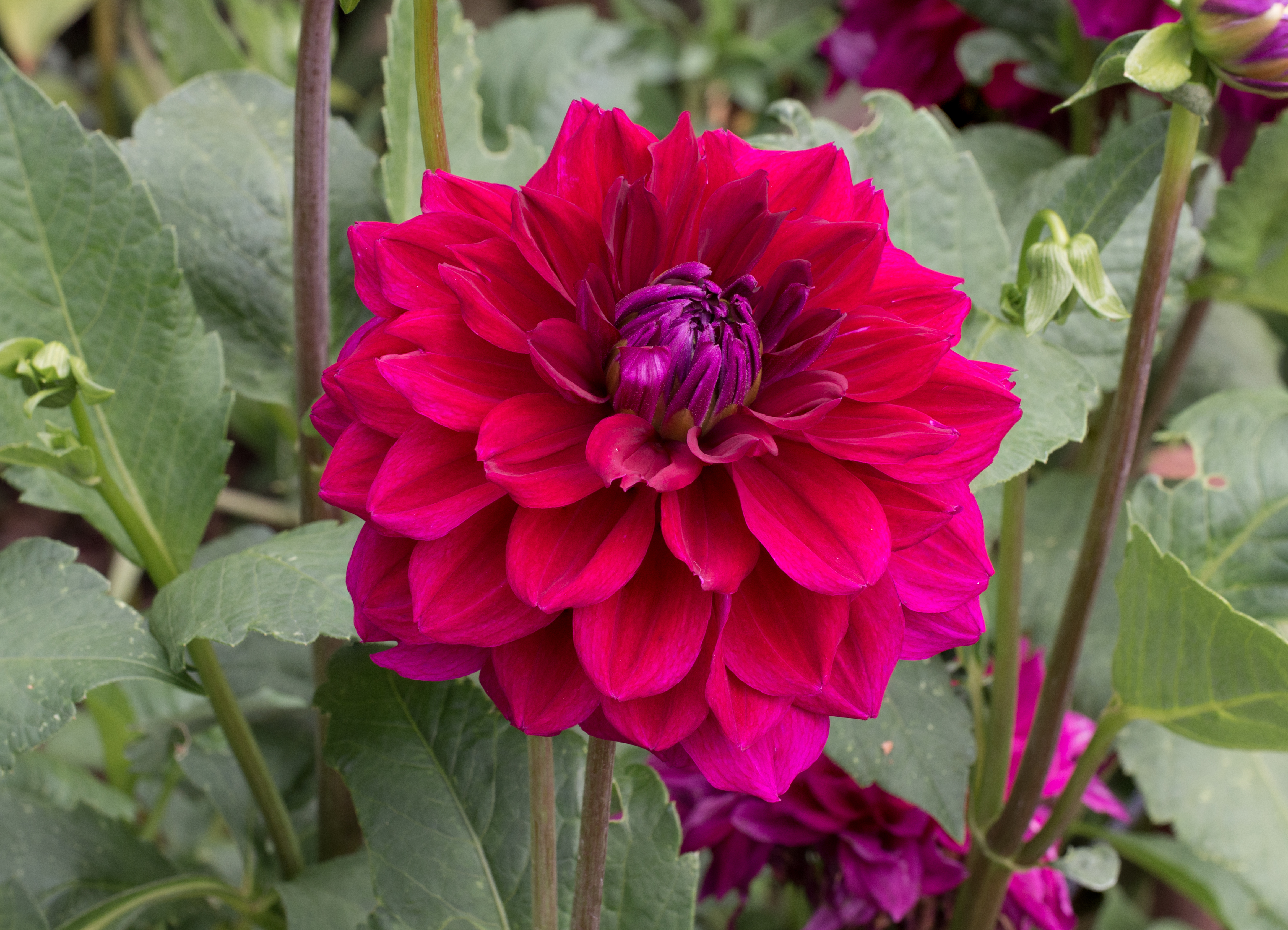 Dahlia cultivar (70093s)