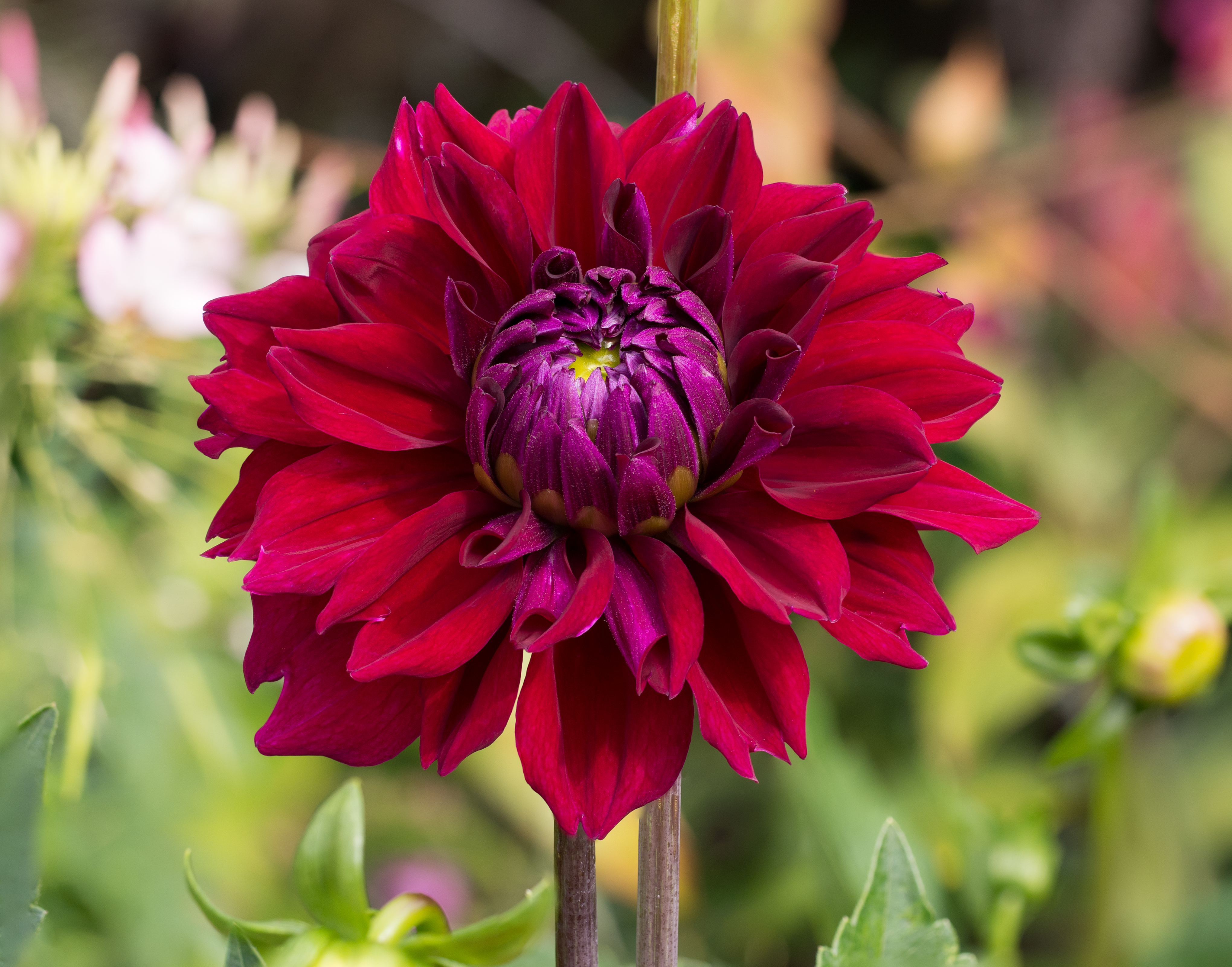 Dahlia cultivar (70112s)