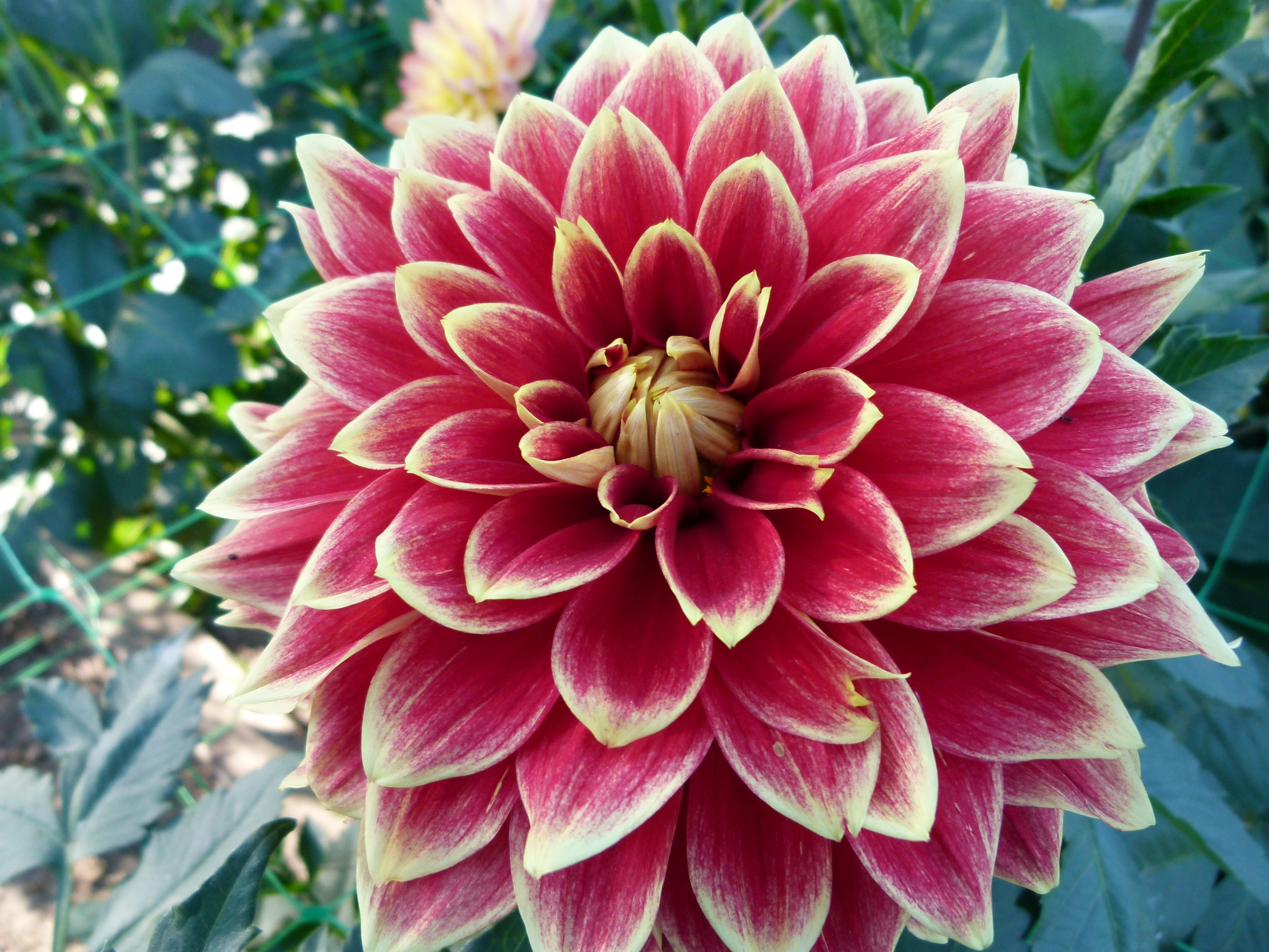 Dahlia du concours international 2012 Parc Floral Paris