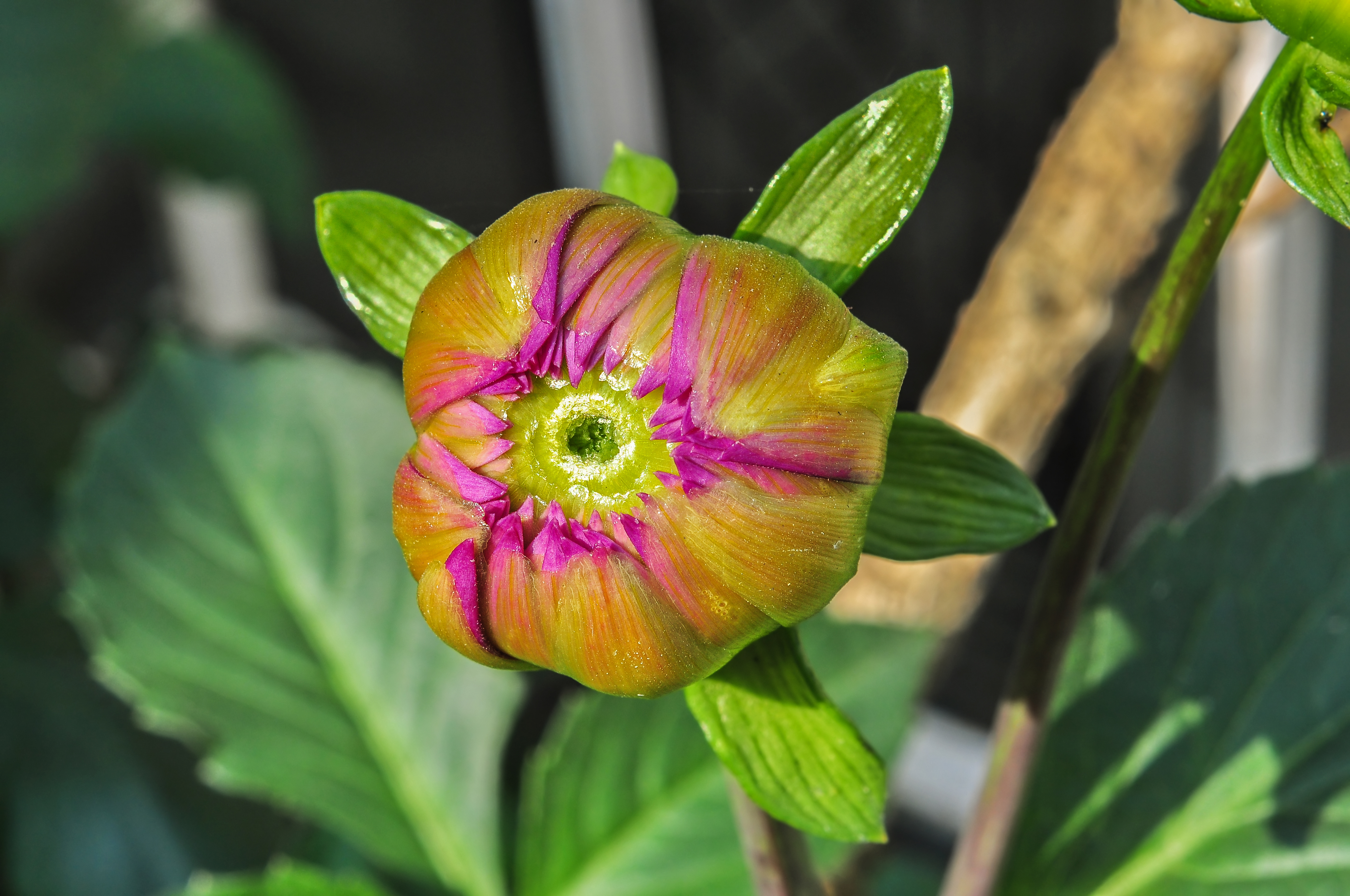 Dahlia flowerbud 9012015