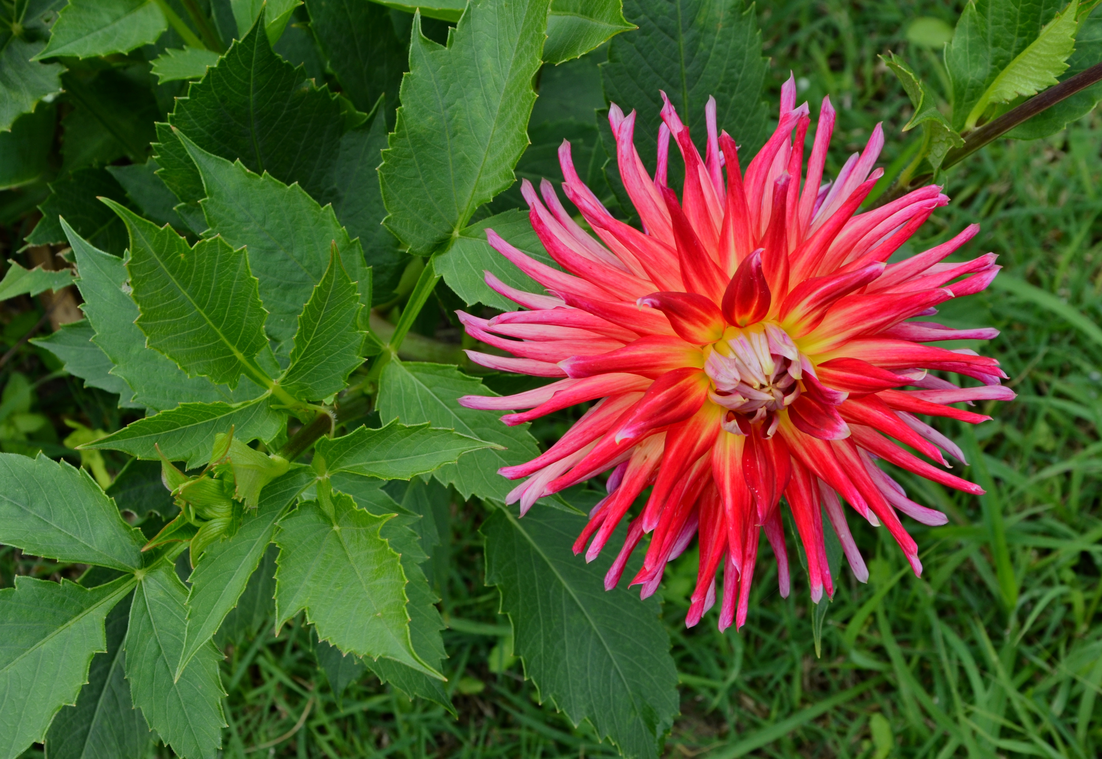 Dahlia FR 2014