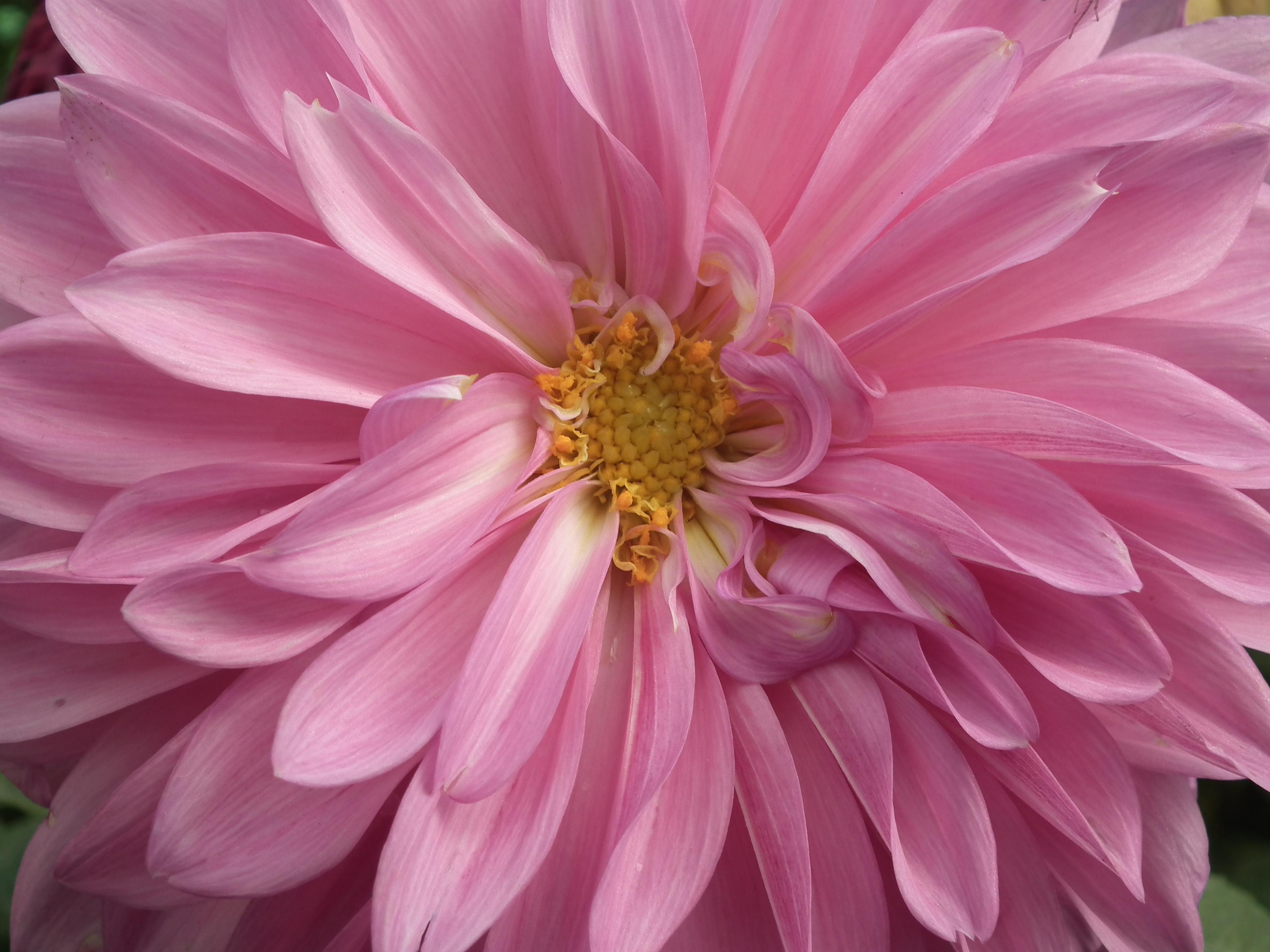 Dahlia from lalbagh 1930