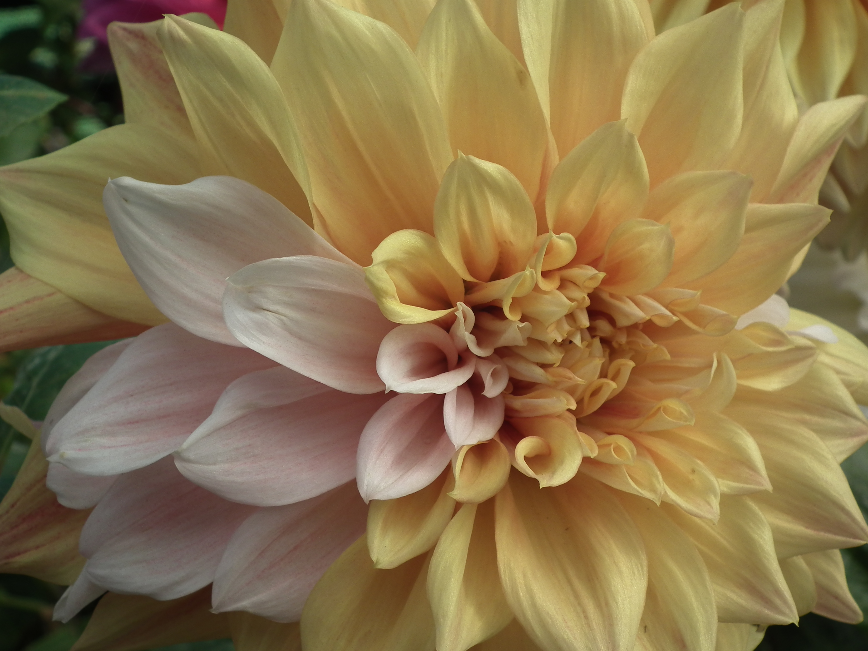 Dahlia from lalbagh 1932