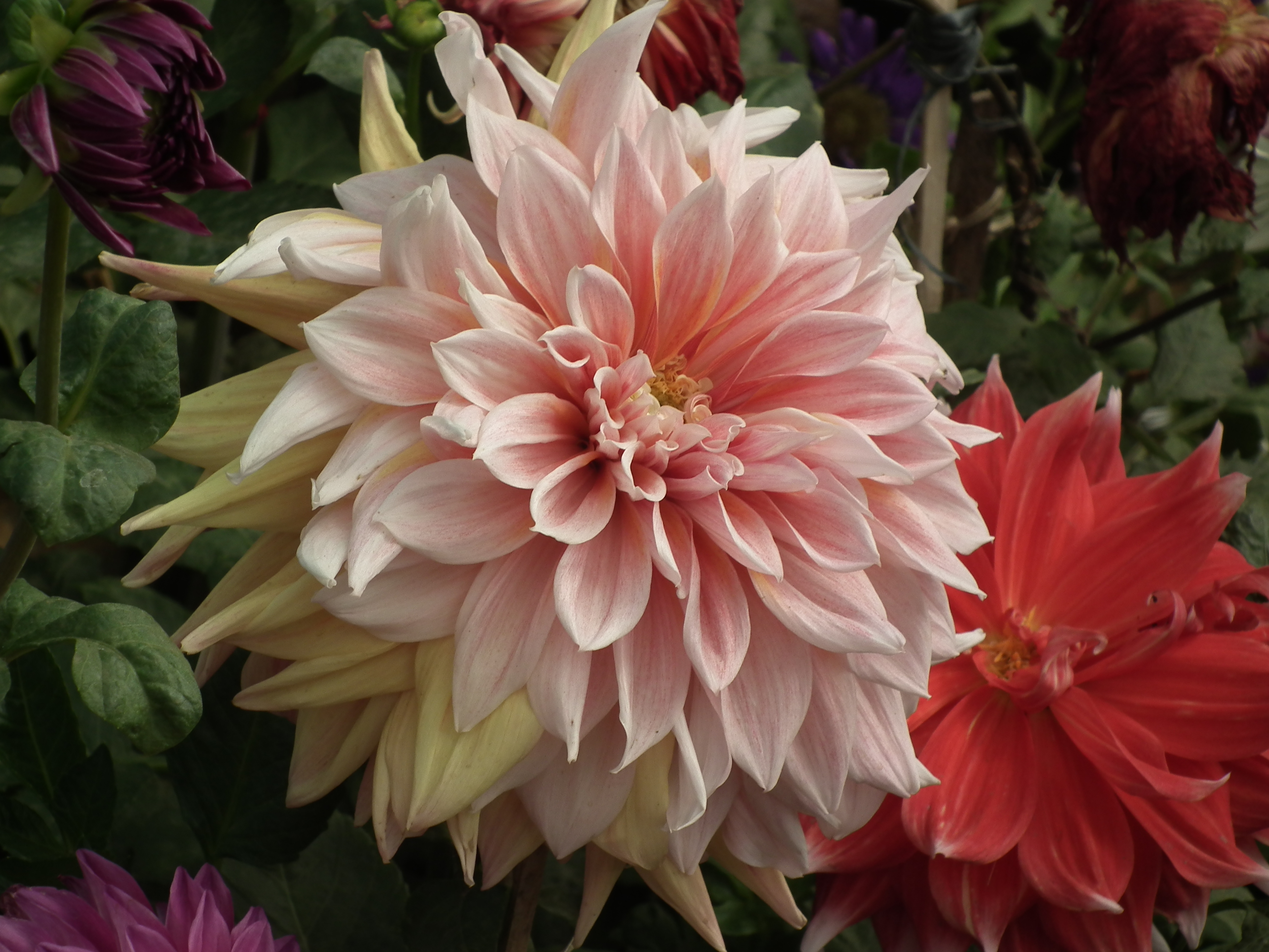 Dahlia from lalbagh 1945