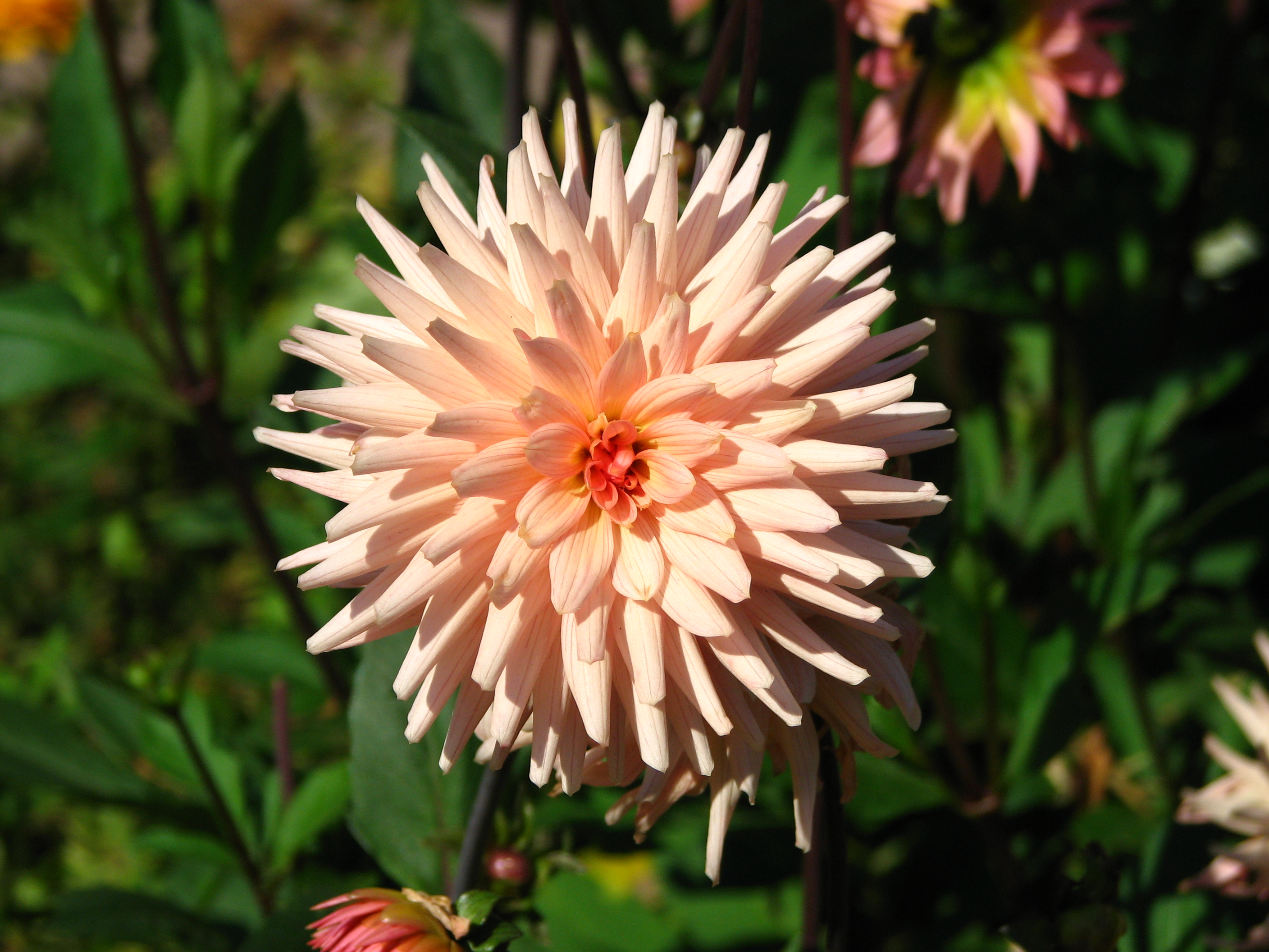 Dahlia hybr. (apricot colouring) 03