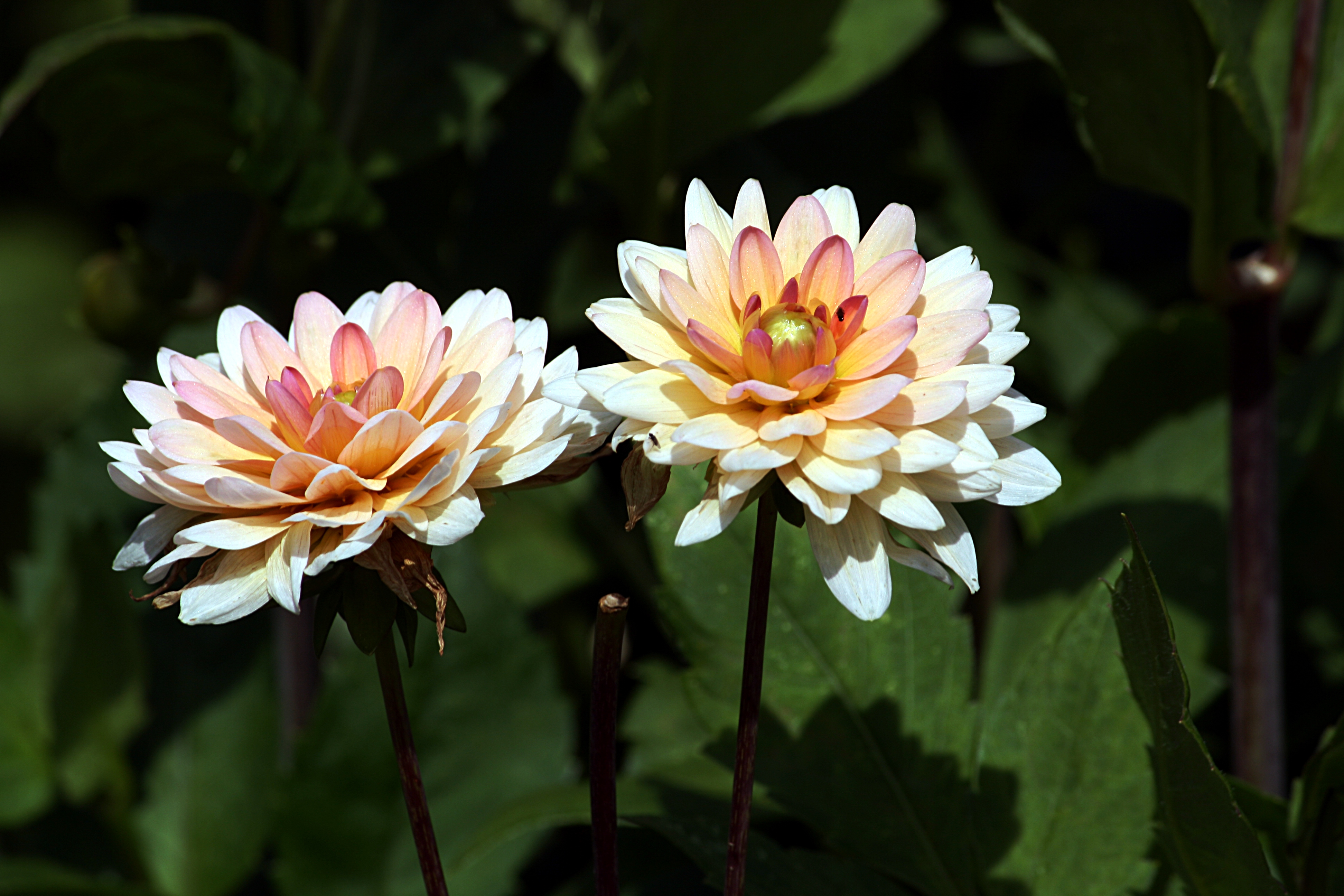 Dahlia IMG 6604