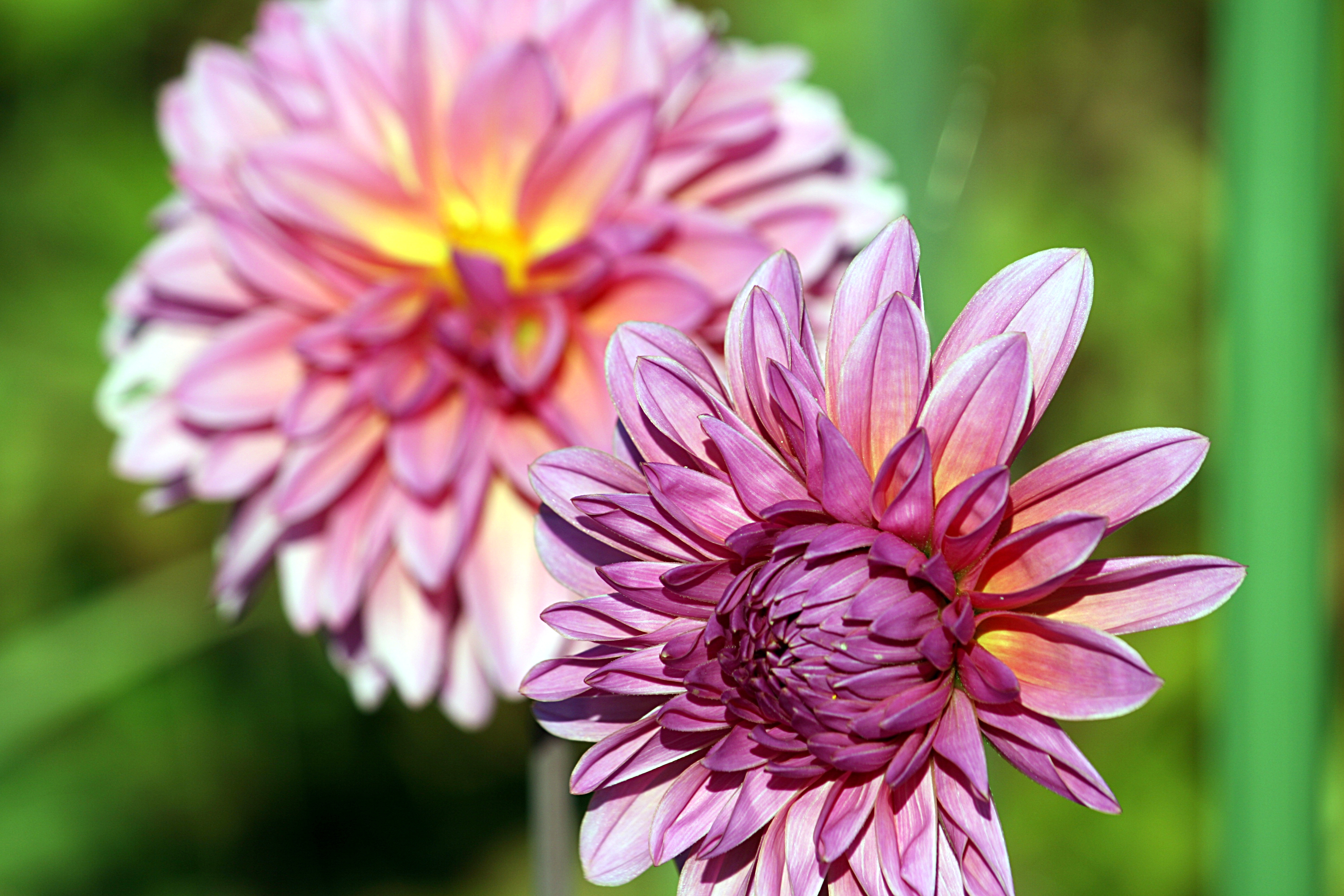 Dahlia IMG 7675
